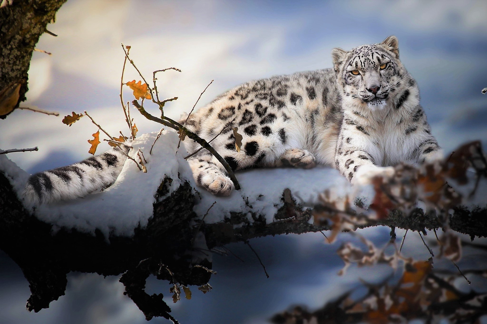 Artistic Painting Snow Leopard Winter 2048x1365