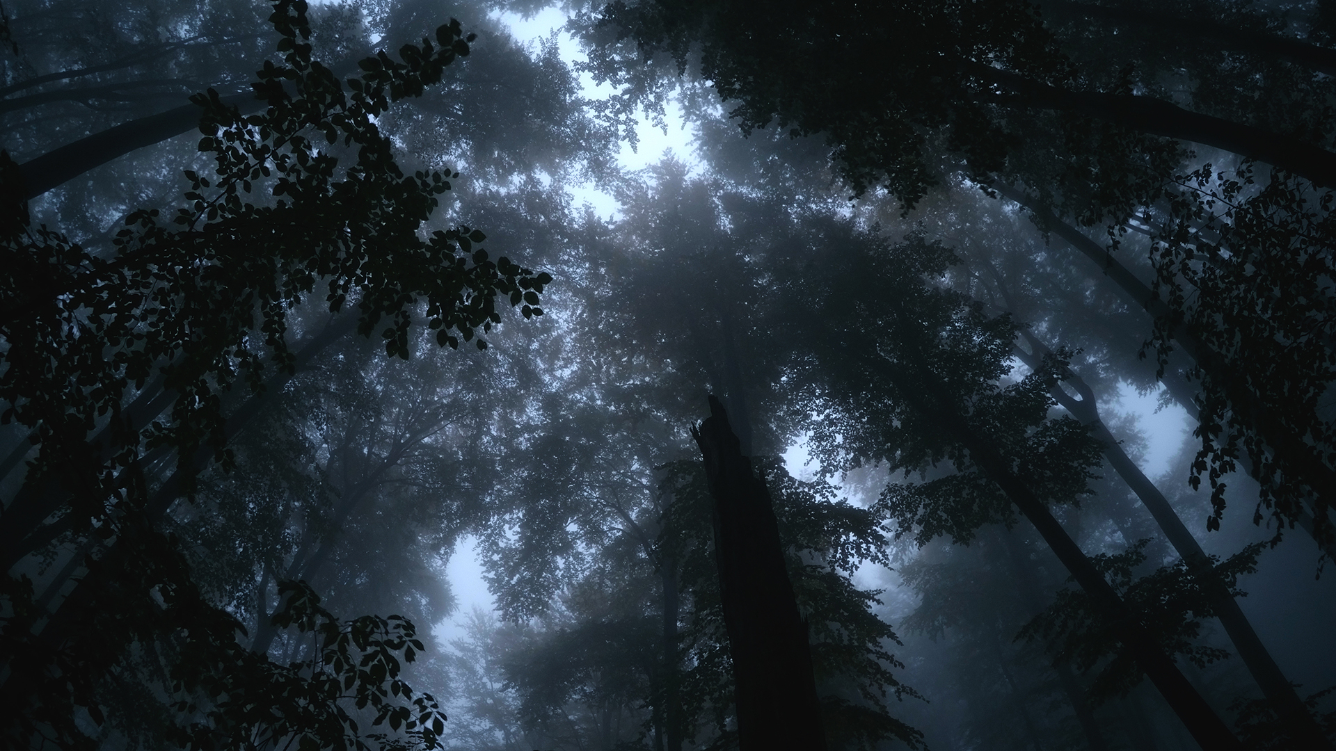 Forest Trees Beech Mist Dusk Nature 1920x1080