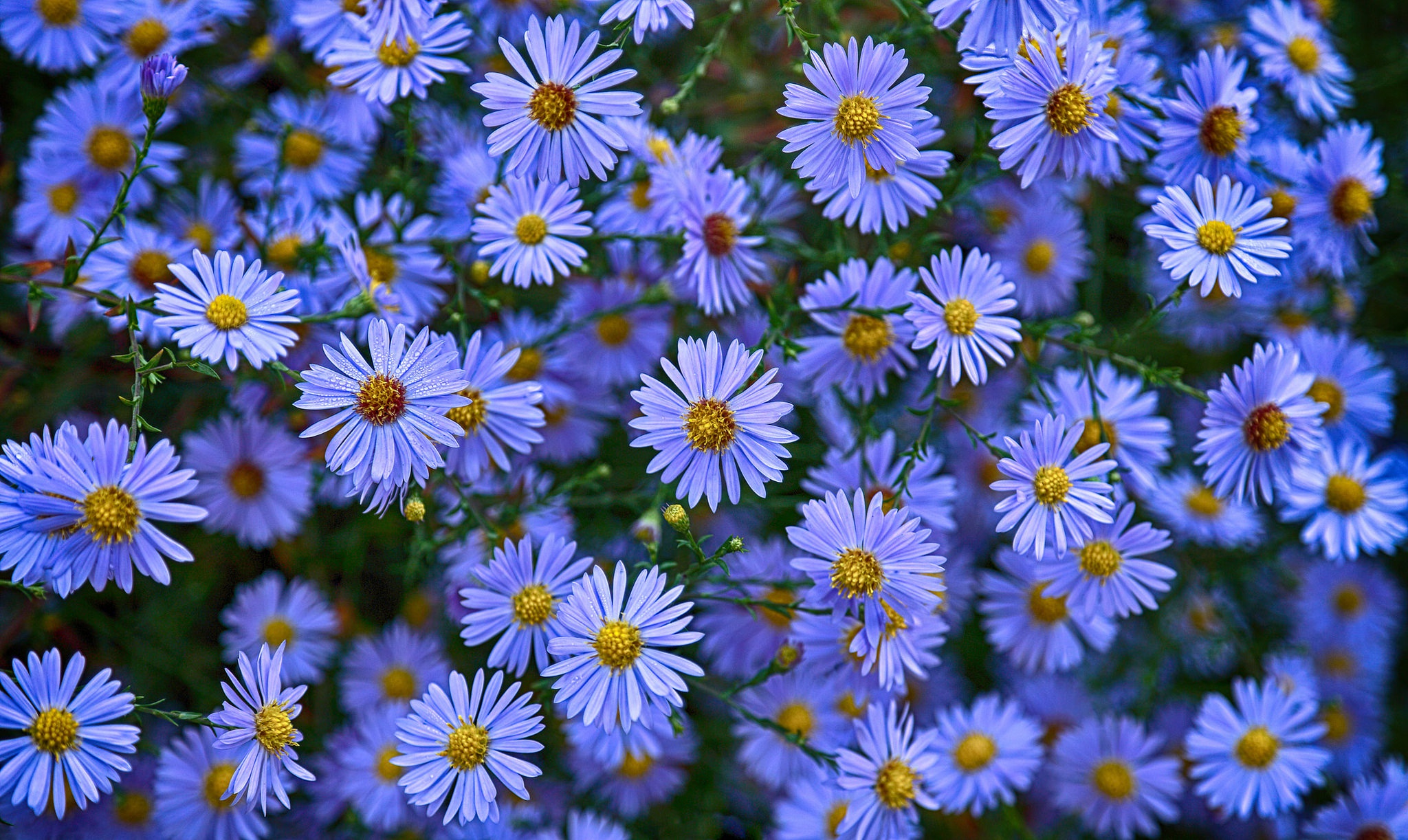 Blue Flower Daisy Flower Nature 2048x1222