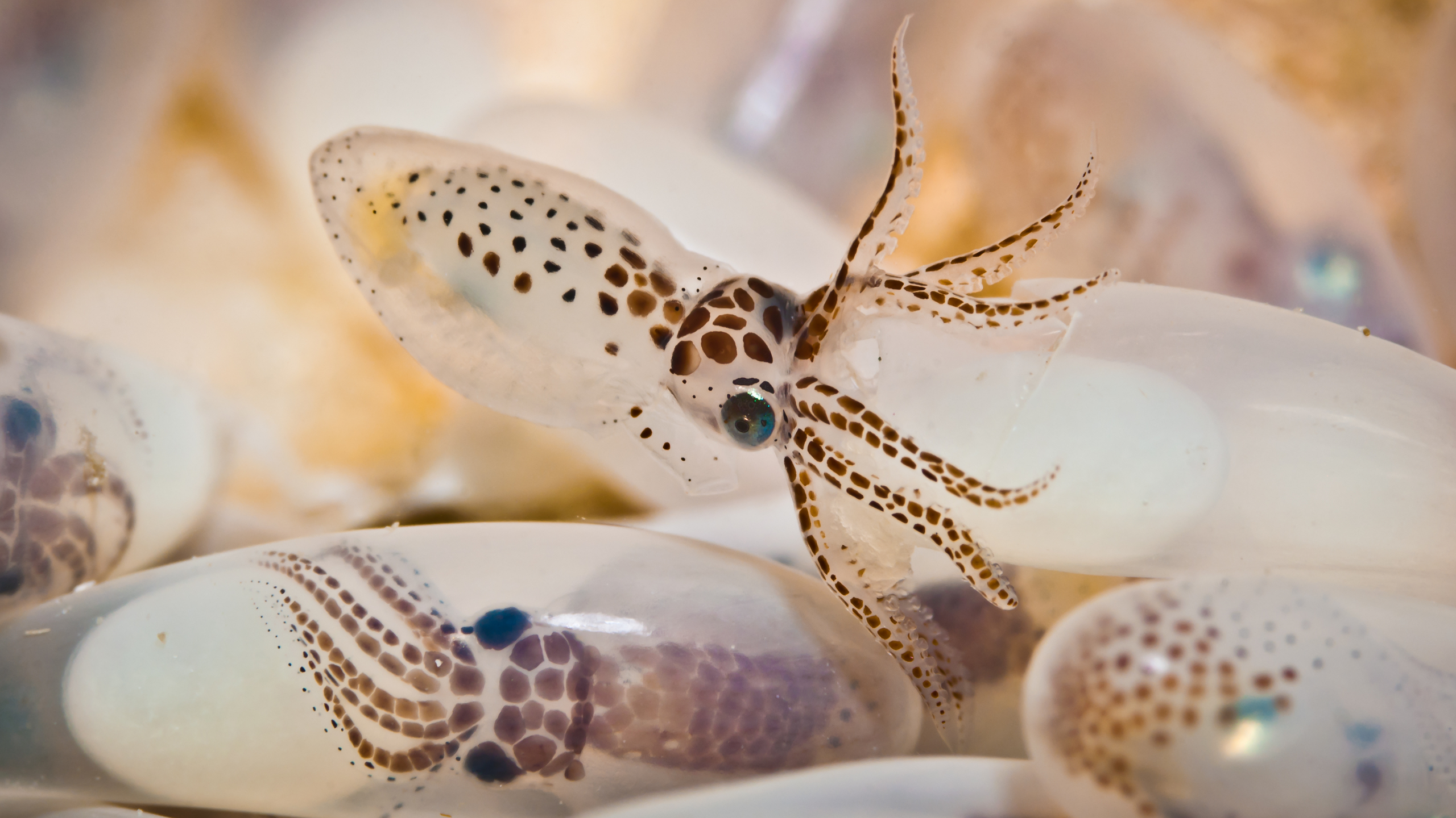 Octopus Eggs Nature Underwater 2560x1440