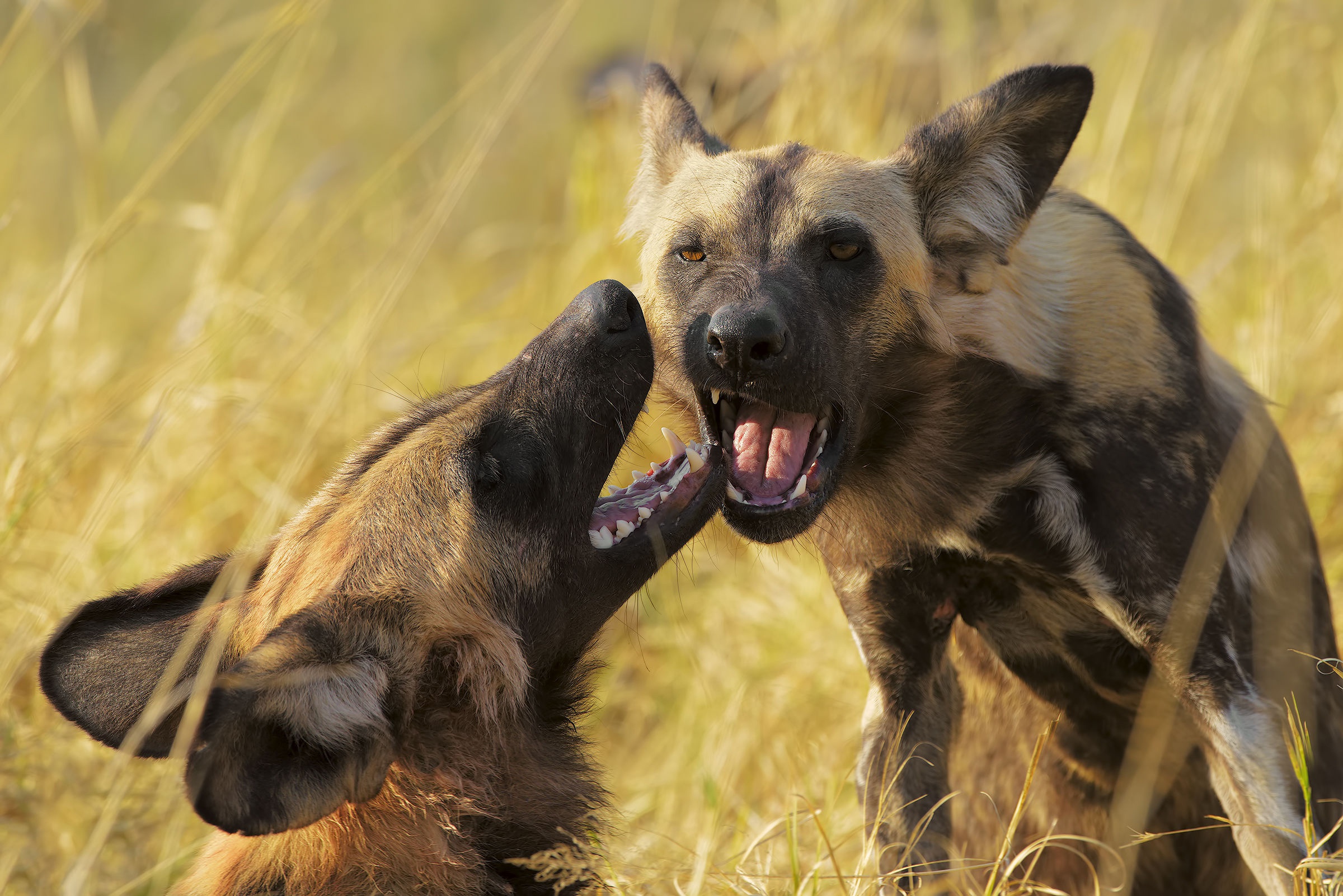 Animal African Wild Dog 2400x1602