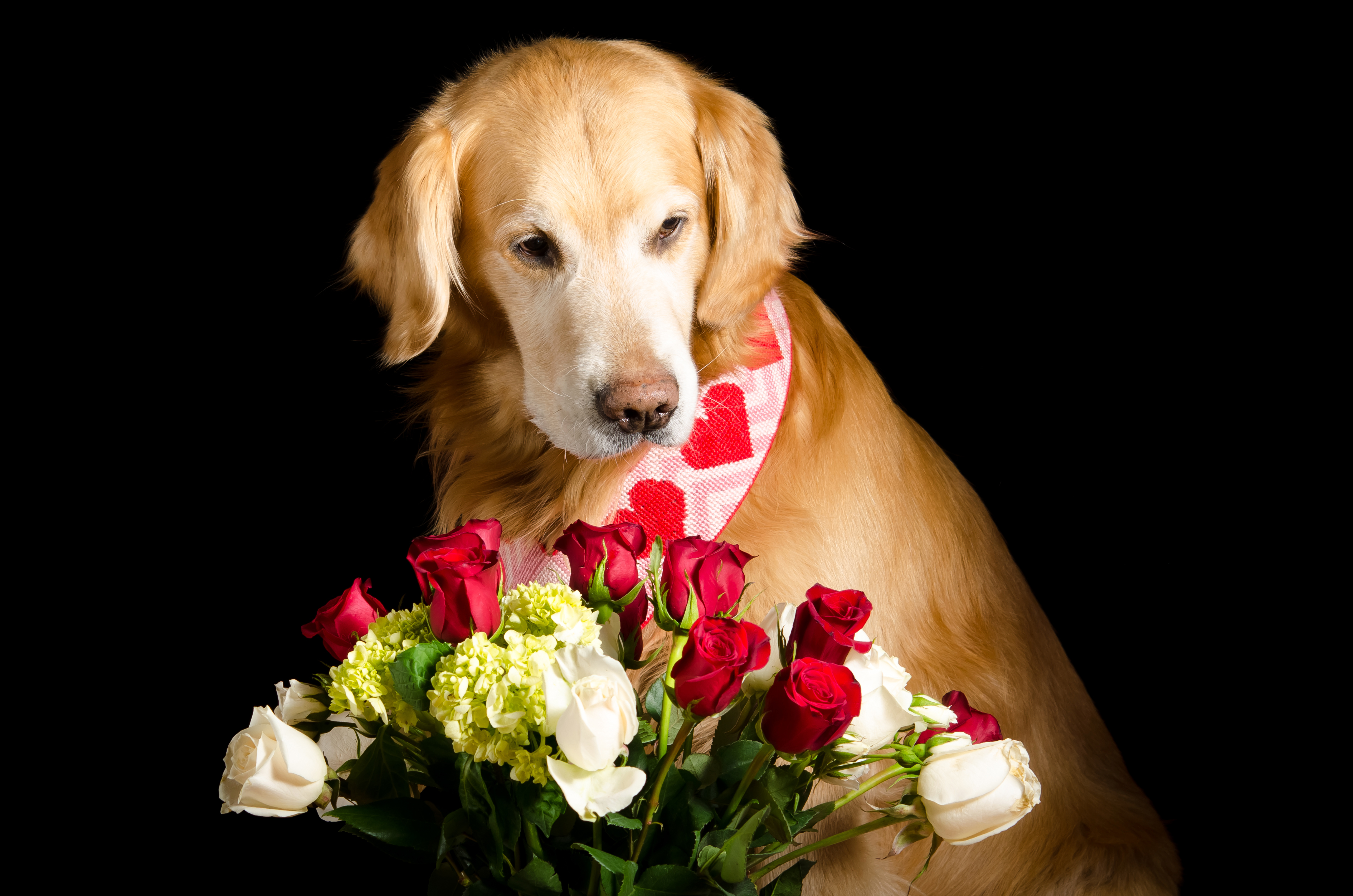 Dog Flower Golden Retriever Pet Rose 3781x2504