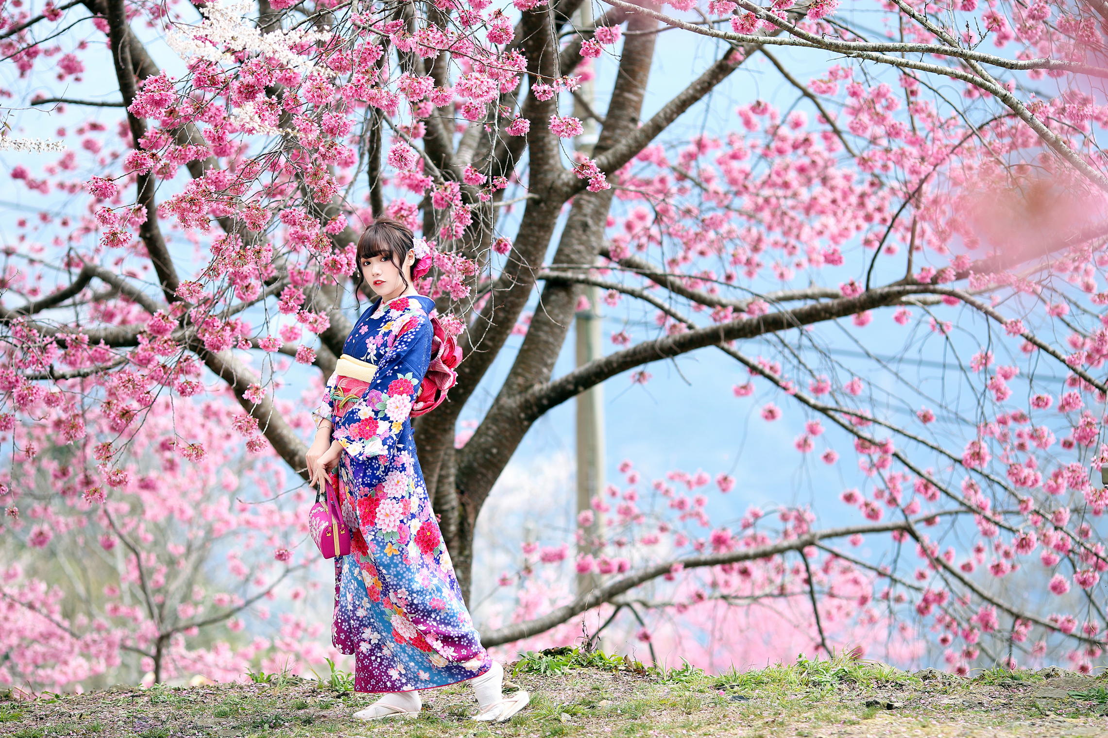 Asian Model Women Long Hair Brunette Traditional Clothing Cherry Blossom Hair Ornament Trees Grass 2281x1520