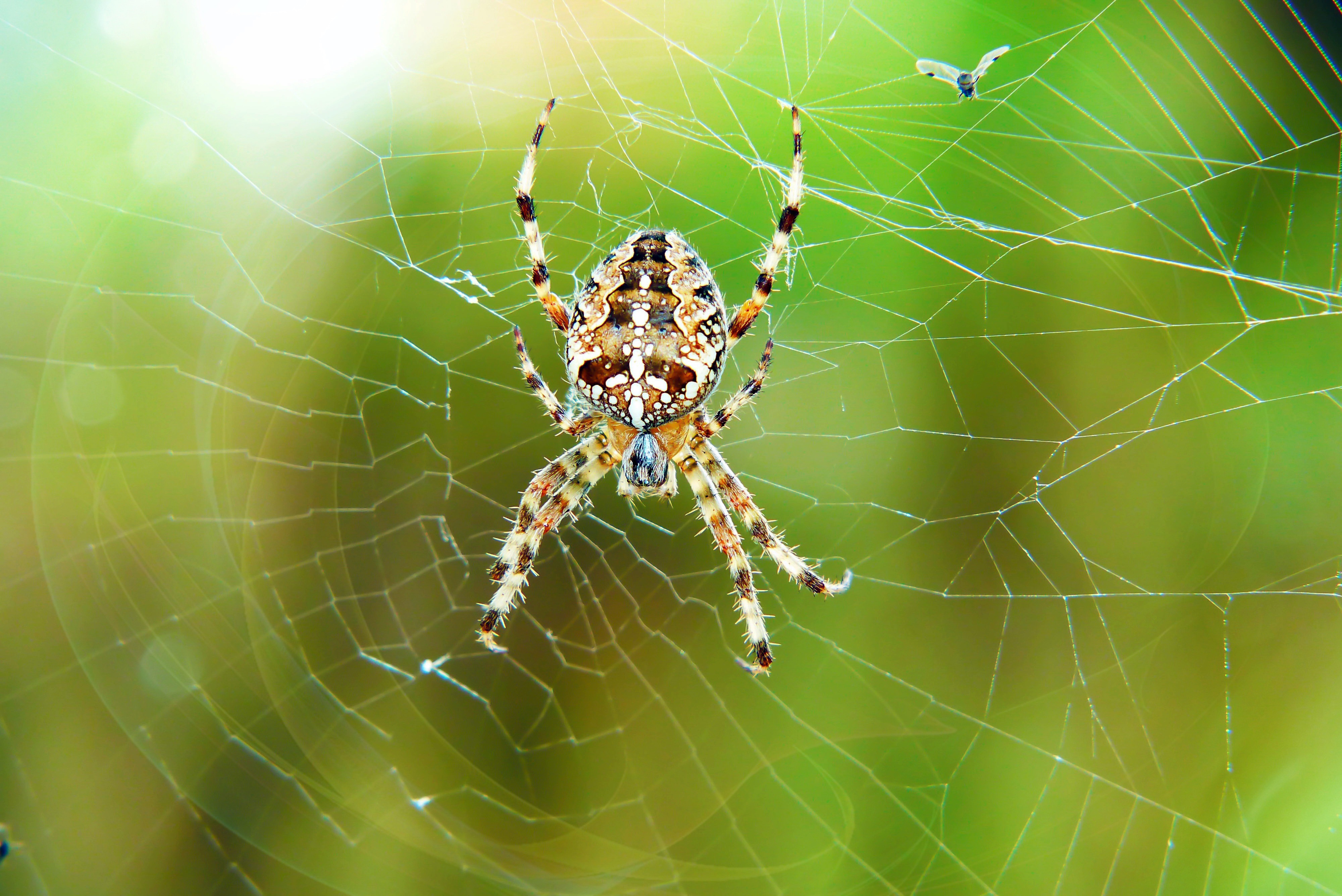 Arachnid Macro Spider Spider Web 4000x2672