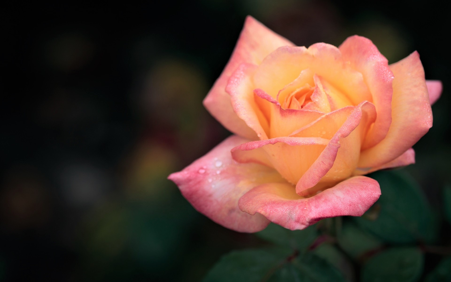 Flower Pink Flower Pink Rose Rose 1920x1200
