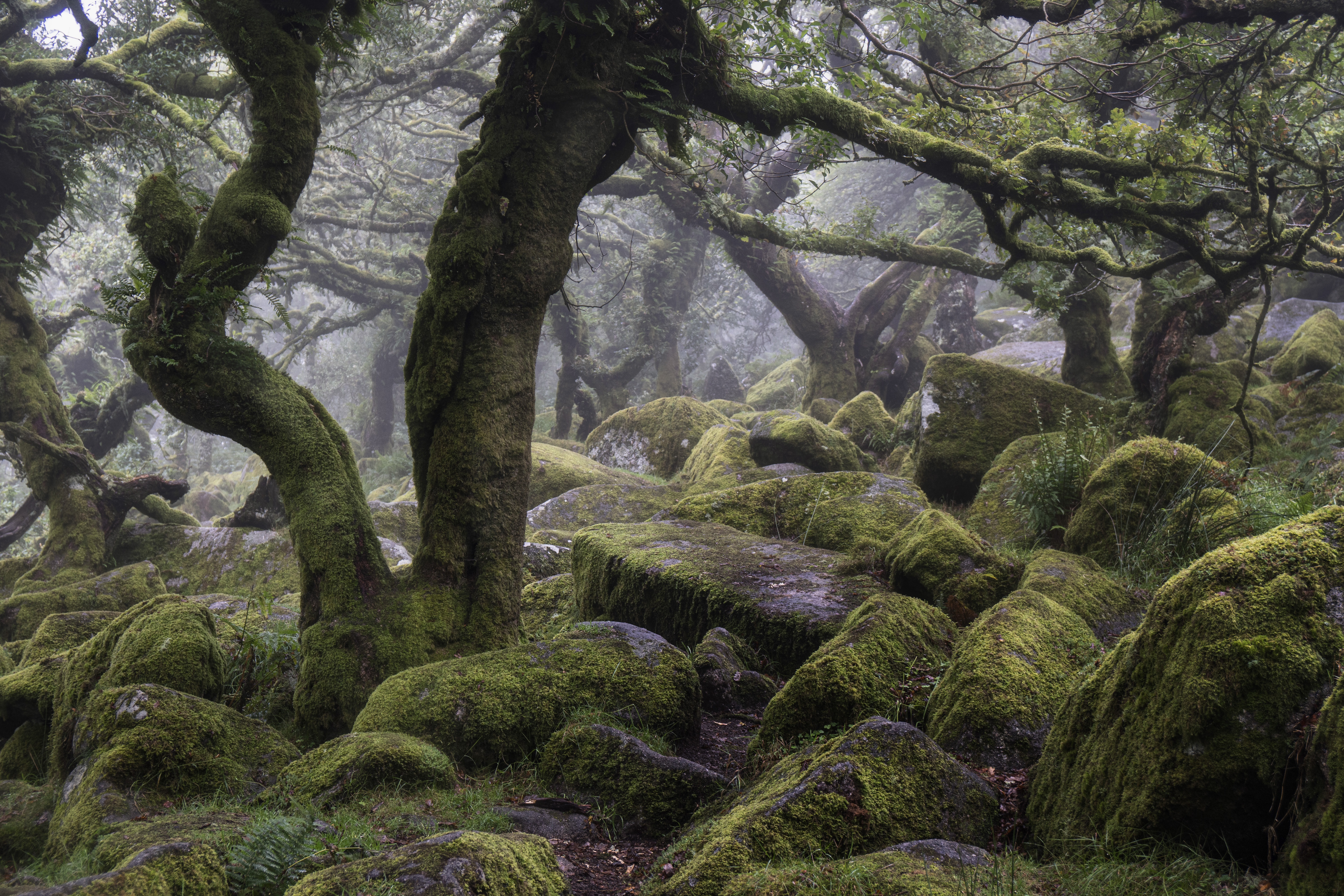 Fog Moss Stone Tree 6000x4000