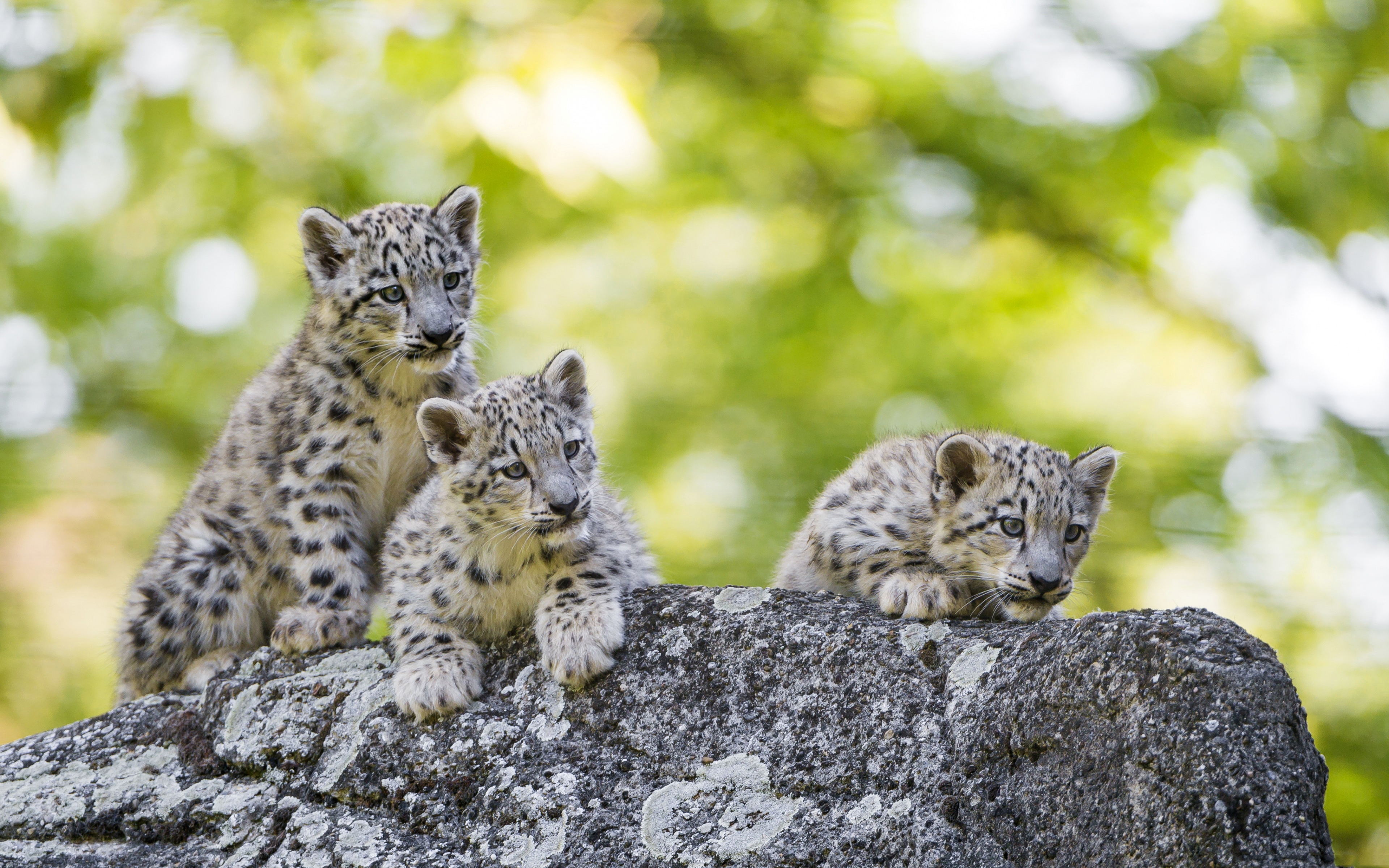 Baby Animal Big Cat Cub Snow Leopard Wildlife 3840x2400