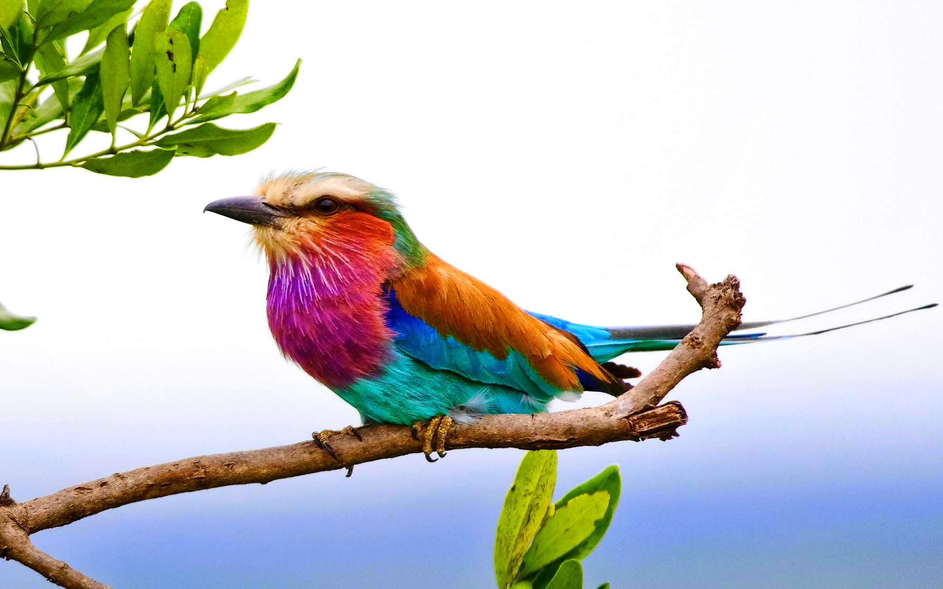 Animal Bird Branch Colorful Lilac Breasted Roller 1920x1200