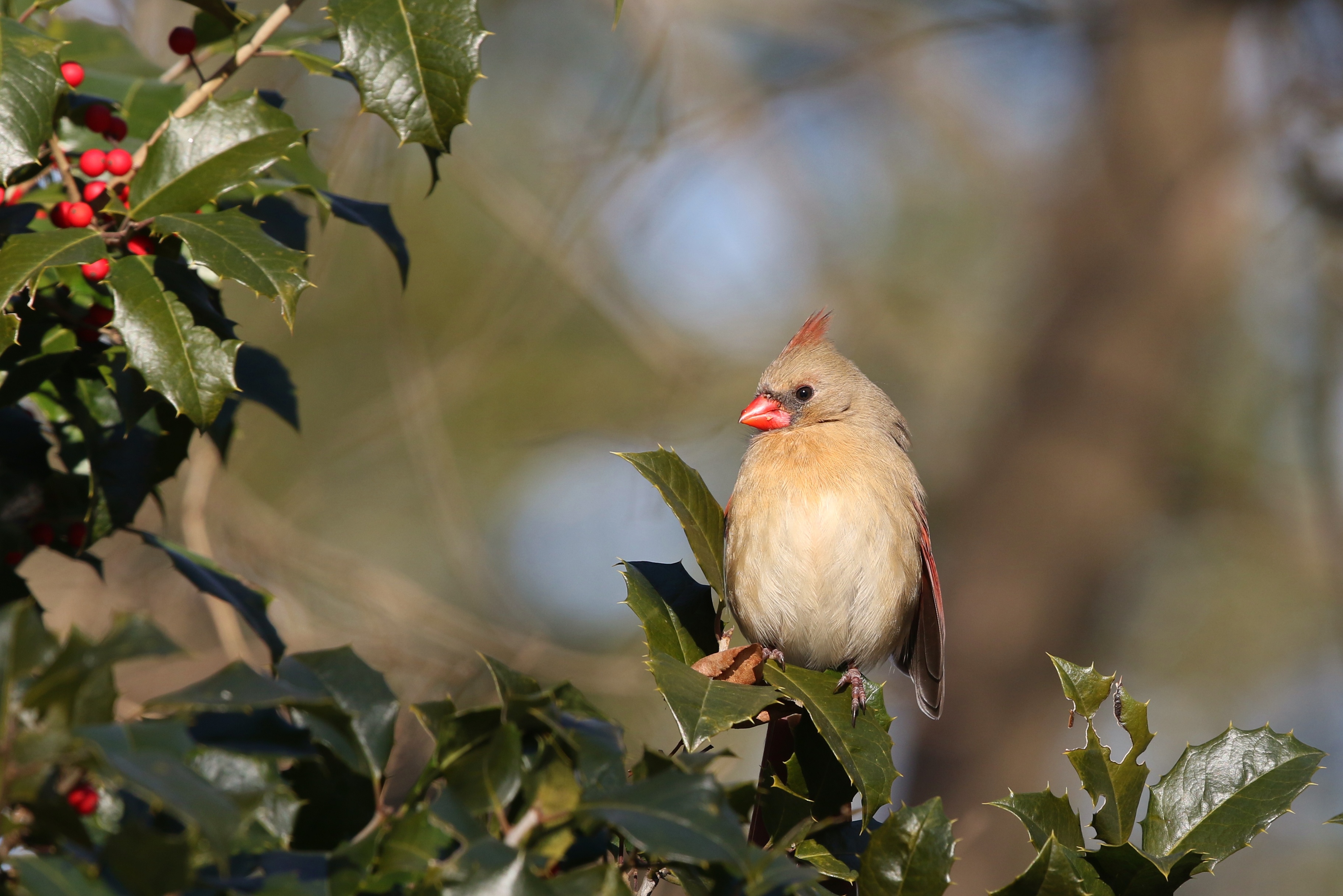 Bird Cardinal Northern Cardinal Wildlife 3648x2434