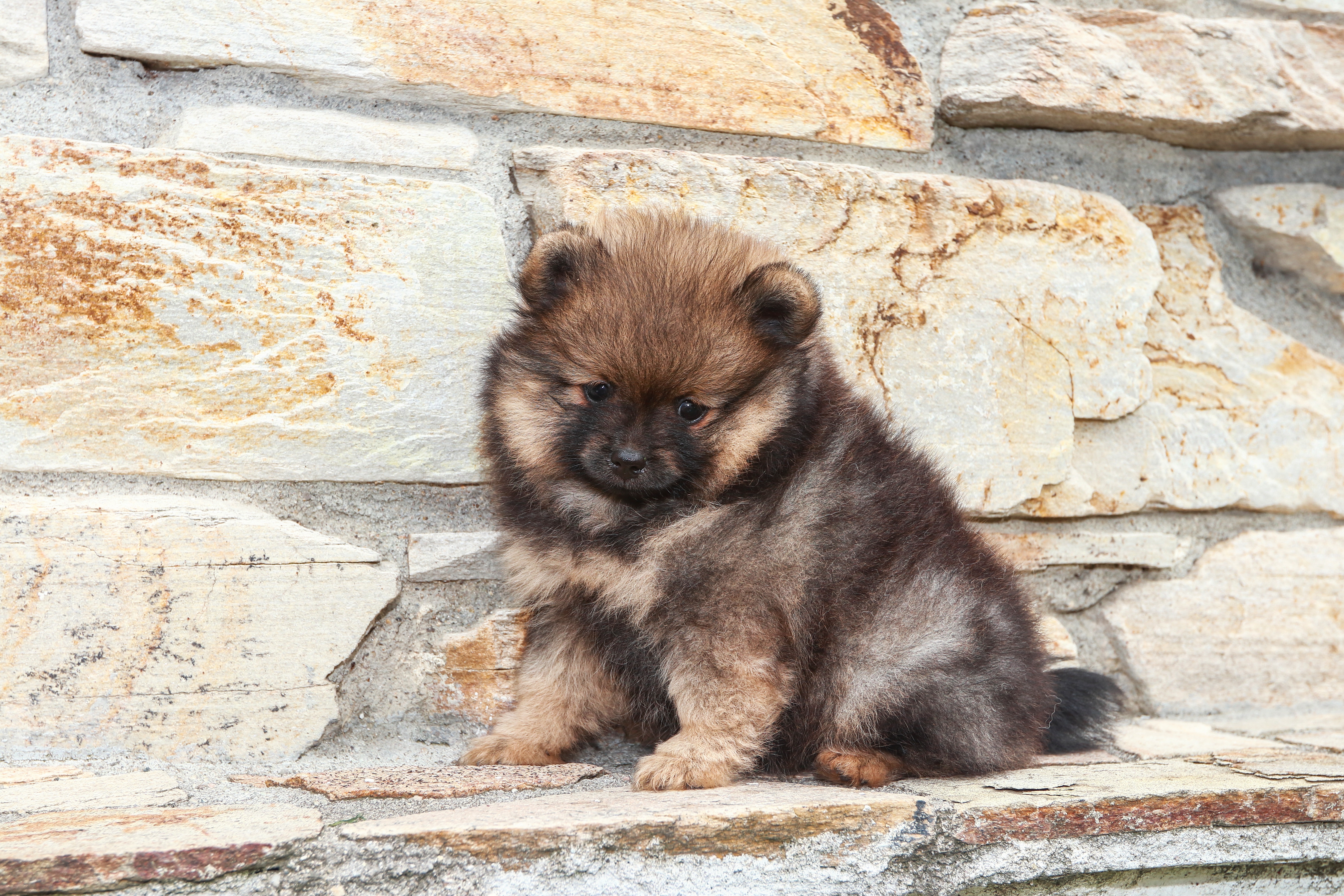 Dog Pet Pomeranian Puppy 6030x4020