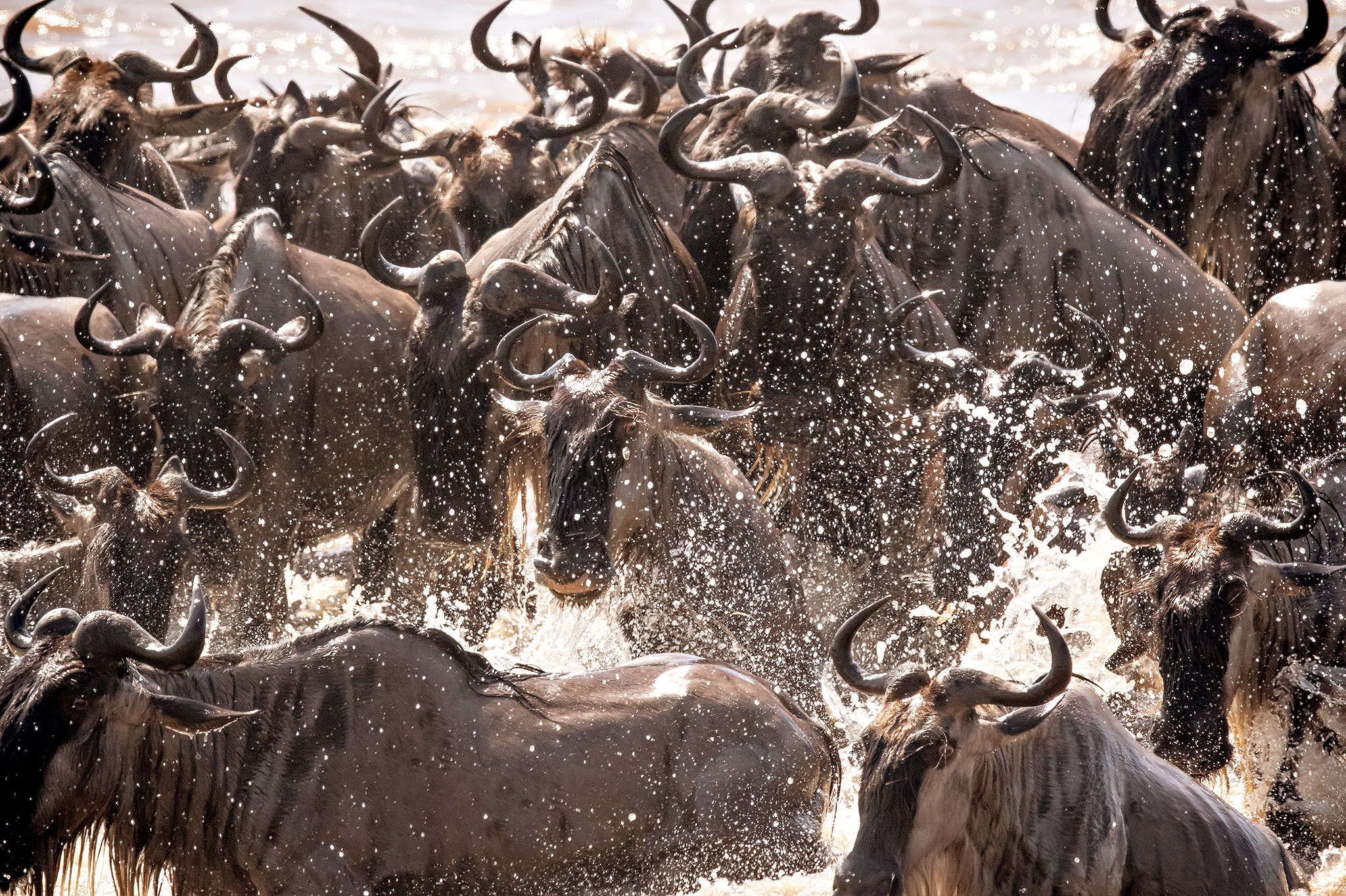 Animal Wildebeest 2048x1365