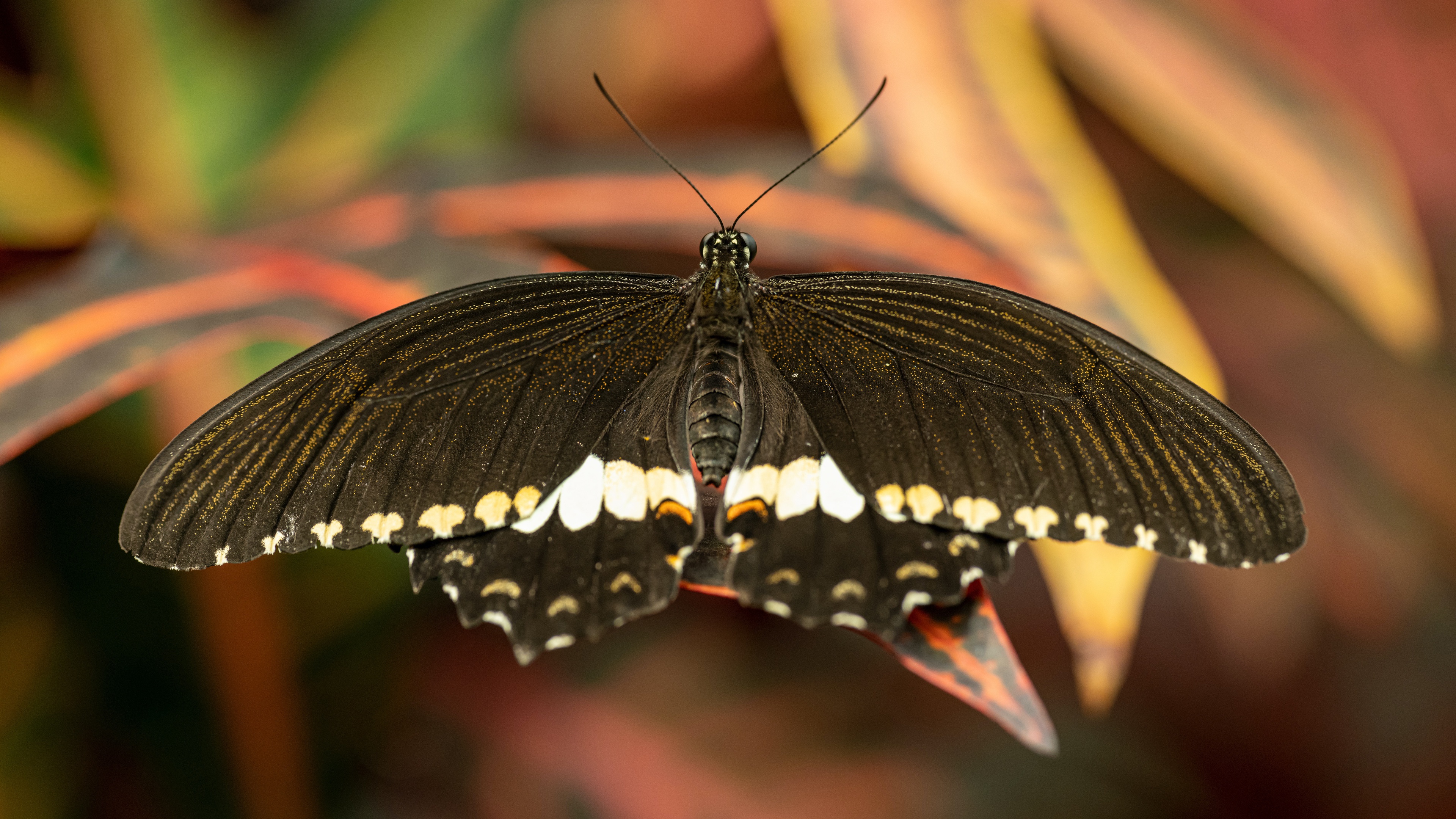 Butterfly Macro Wings 3840x2160