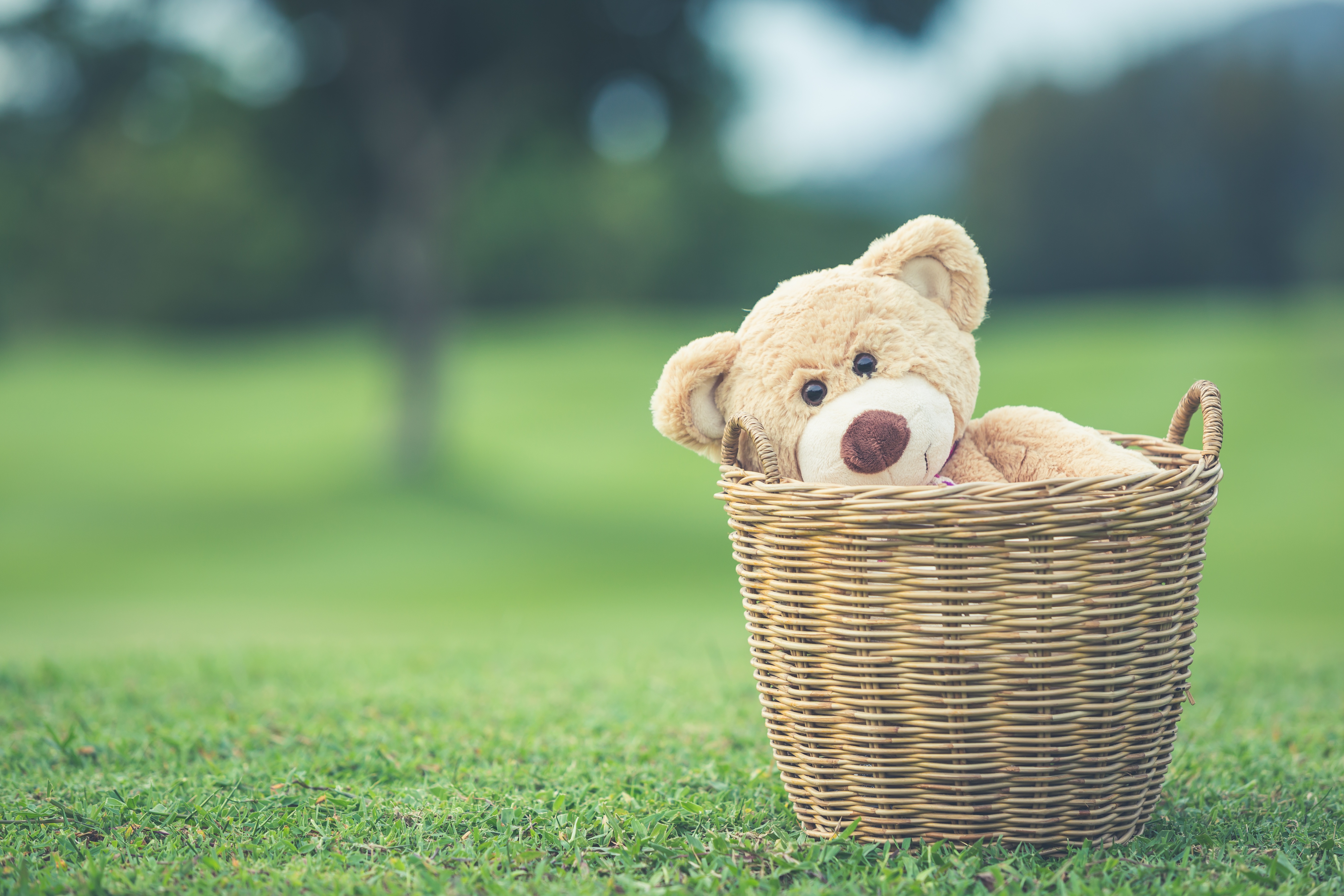 Basket Depth Of Field Stuffed Animal Teddy Bear 5472x3648