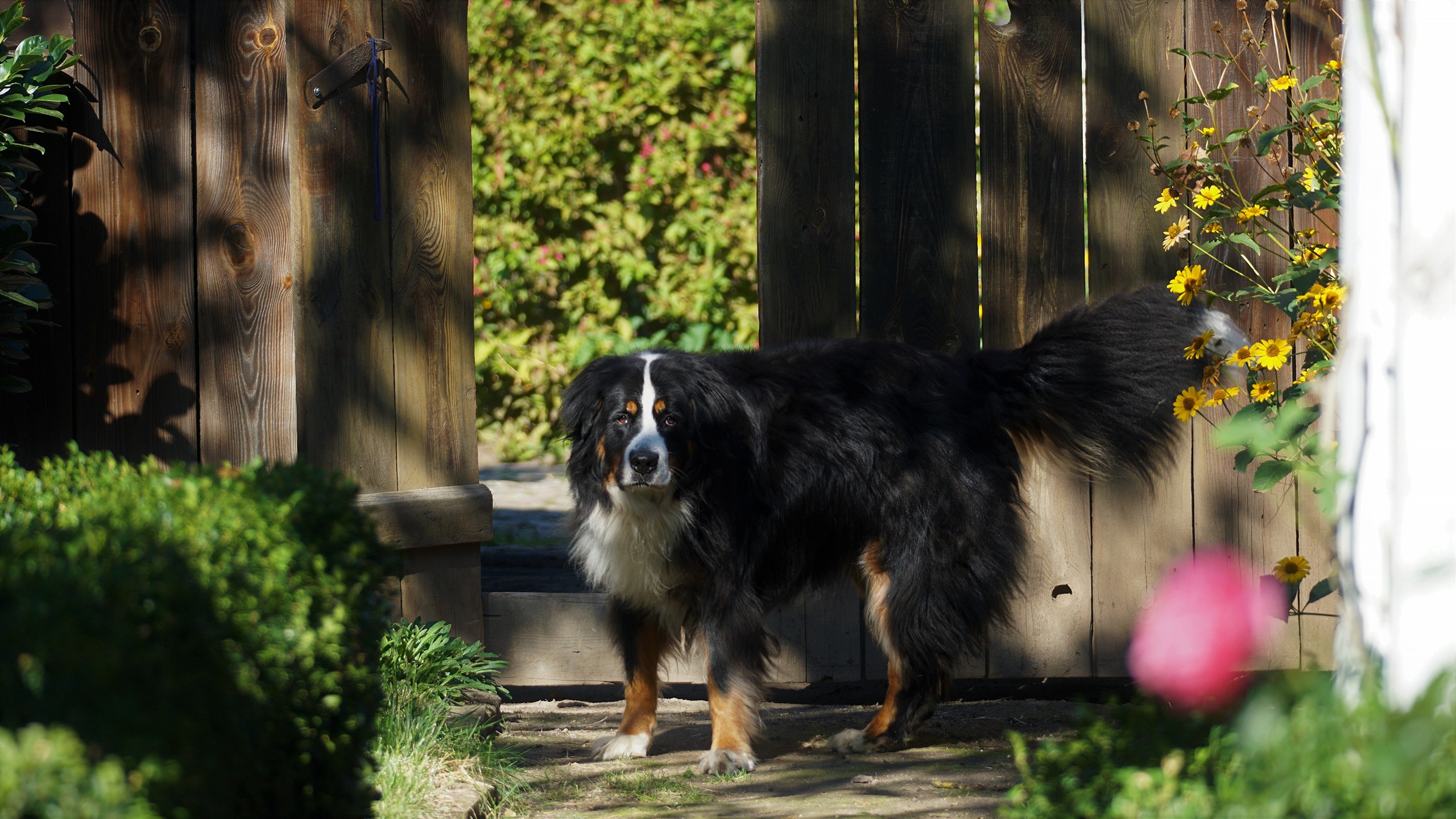 Bernese Mountain Dog Dog Pet 2560x1440