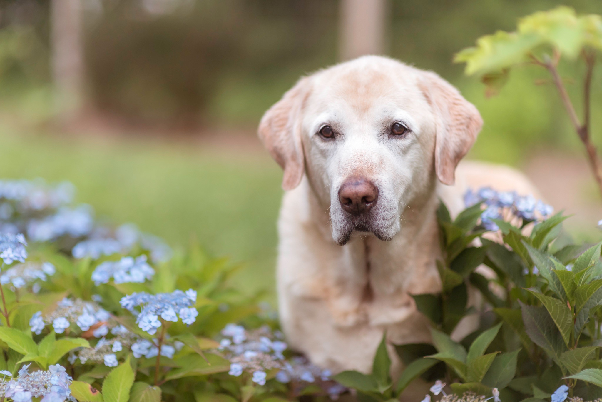 Dog Flower Hydrangea Labrador Retriever Pet 2048x1367