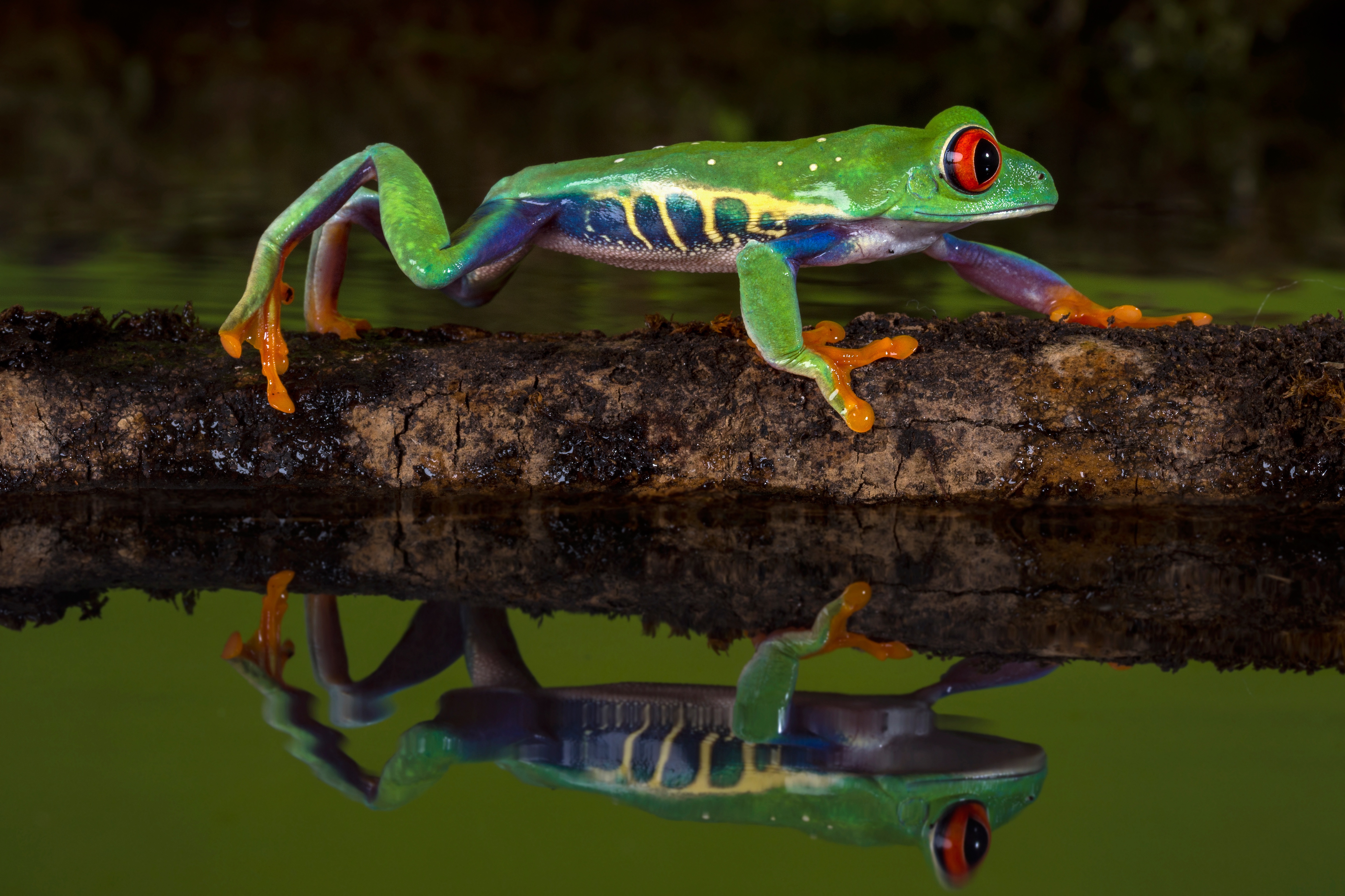 Amphibian Frog Red Eyed Tree Frog Reflection Wildlife 4906x3271