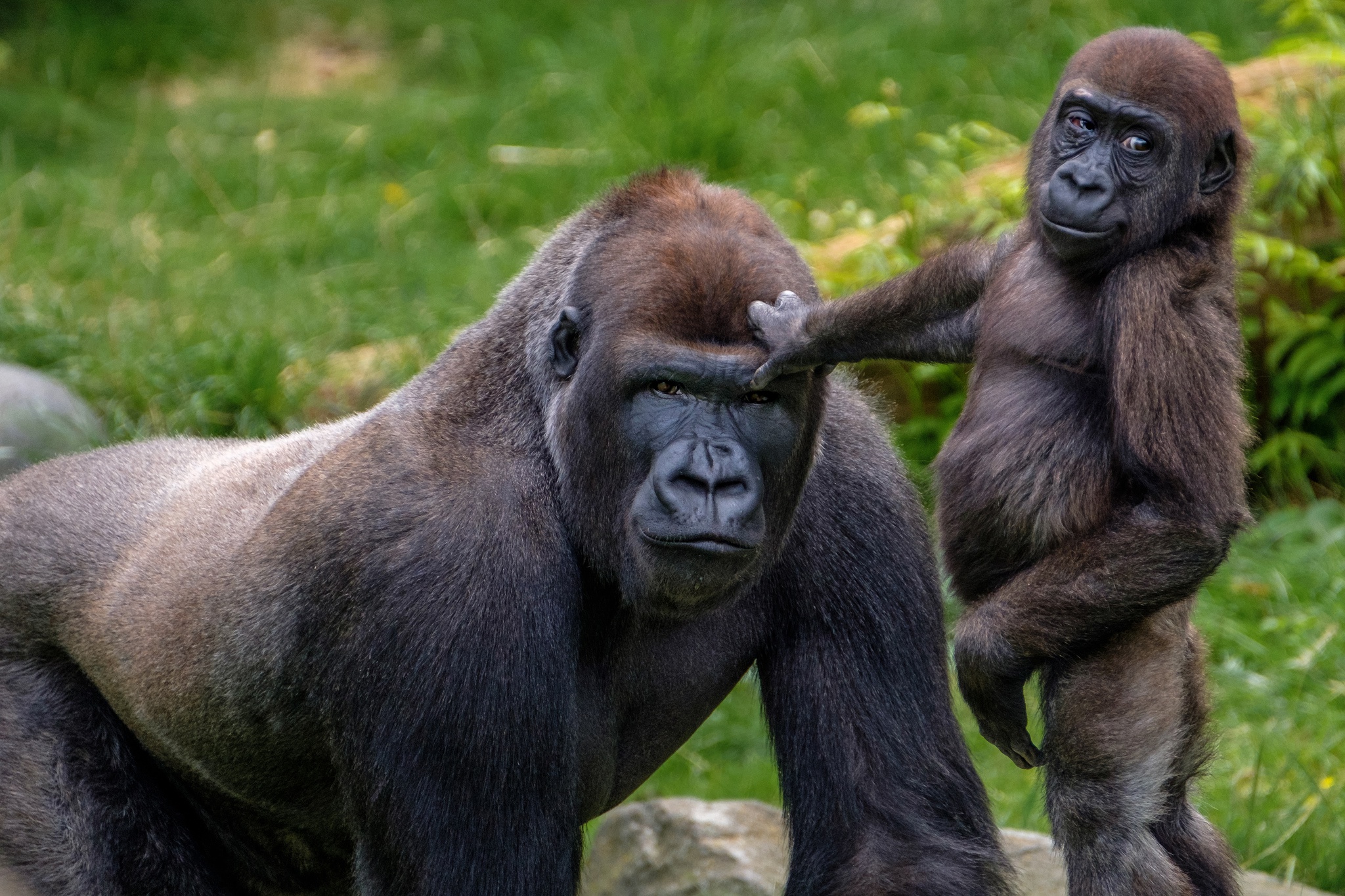 Baby Animal Gorilla Monkey Primate Wildlife 2048x1365