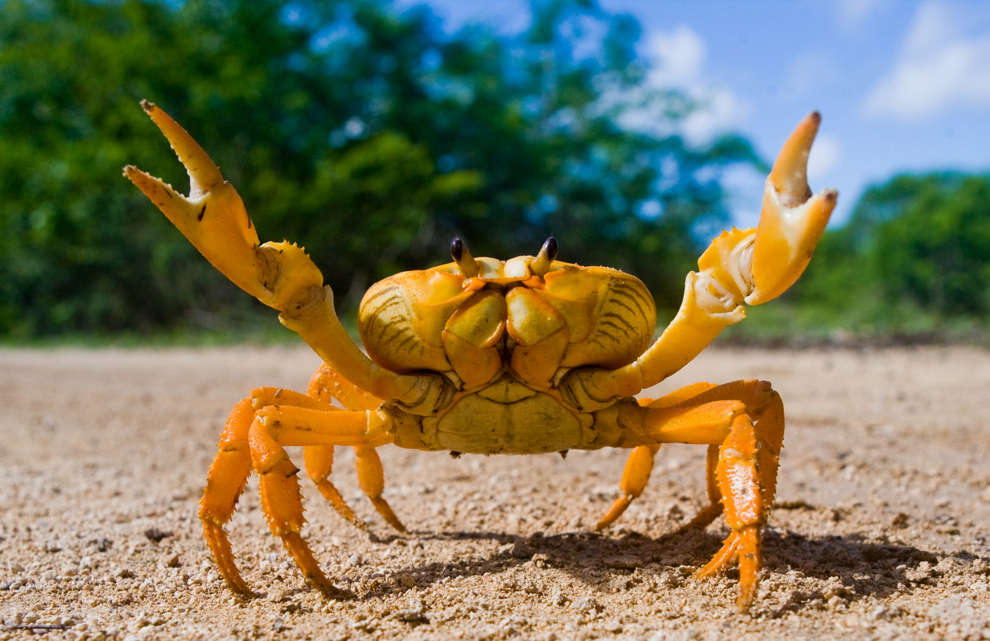Animal Crab 1930x1249