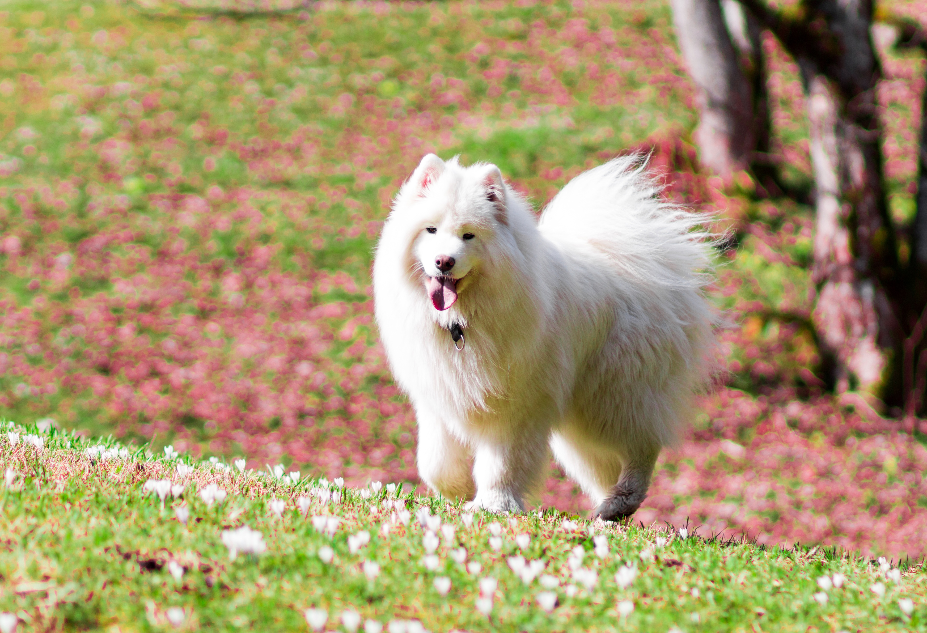 Dog Pet Samoyed 3927x2681