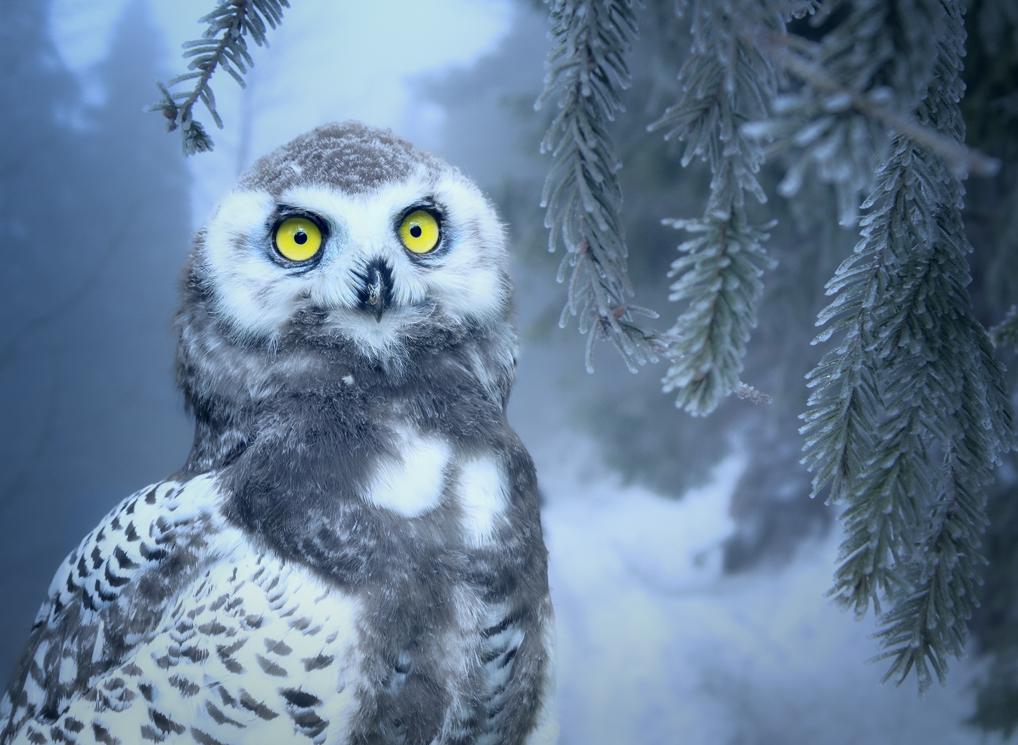 Baby Animal Bird Snowy Owl Yellow Eyes 2048x1500