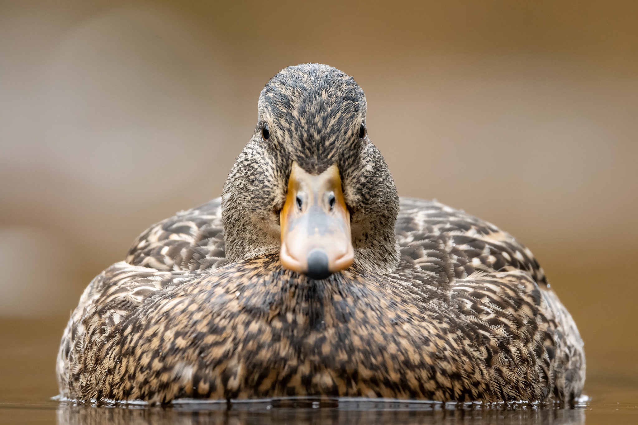 Beak Bird Duck Stare Wildlife 2048x1365