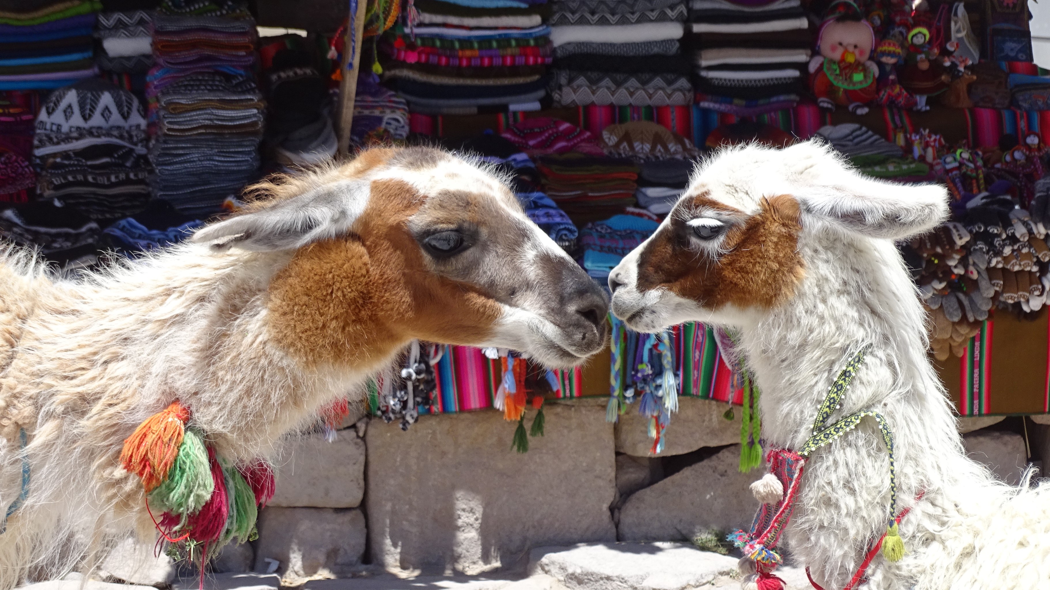 Alpacas Animals Peru 3647x2052