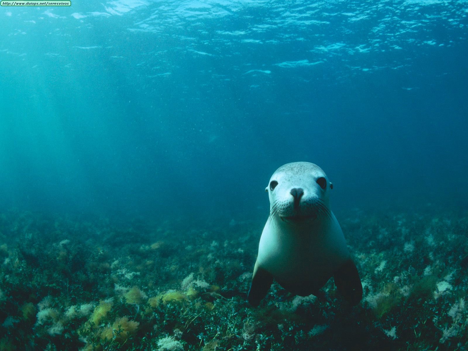 Seals Underwater 1600x1200