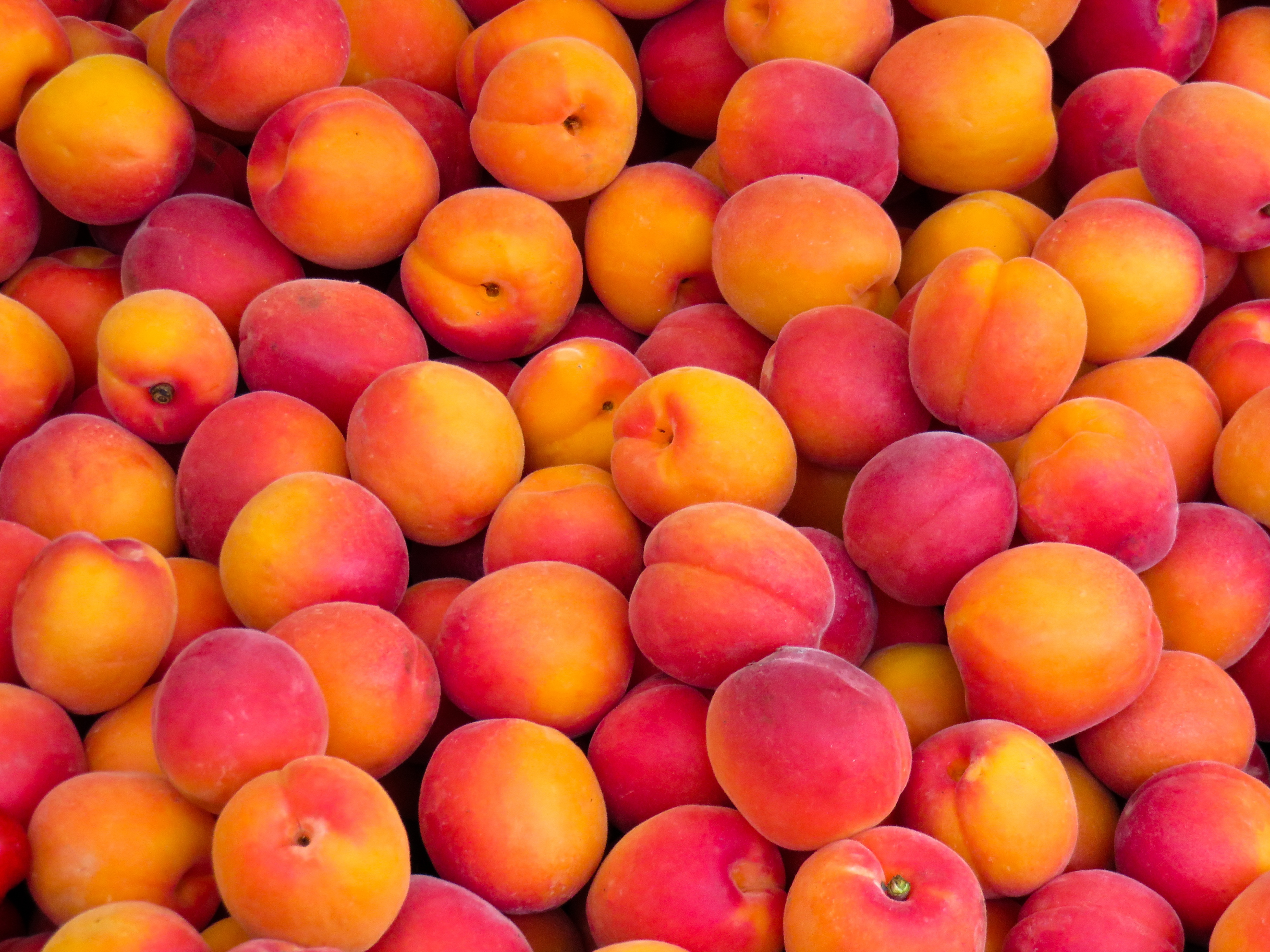 Apricot Fruit 5184x3888