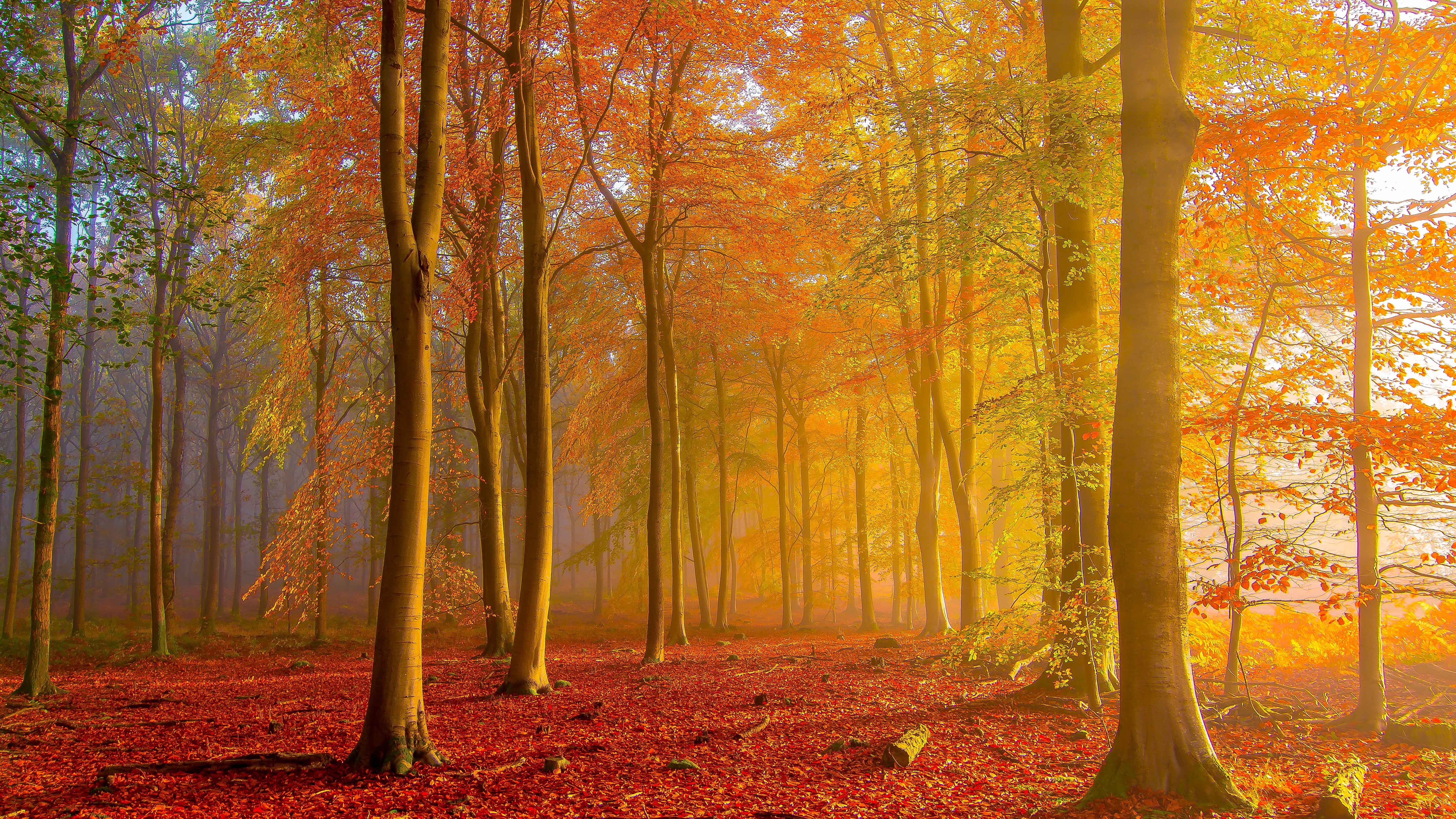 Fall Forest 5971x3359