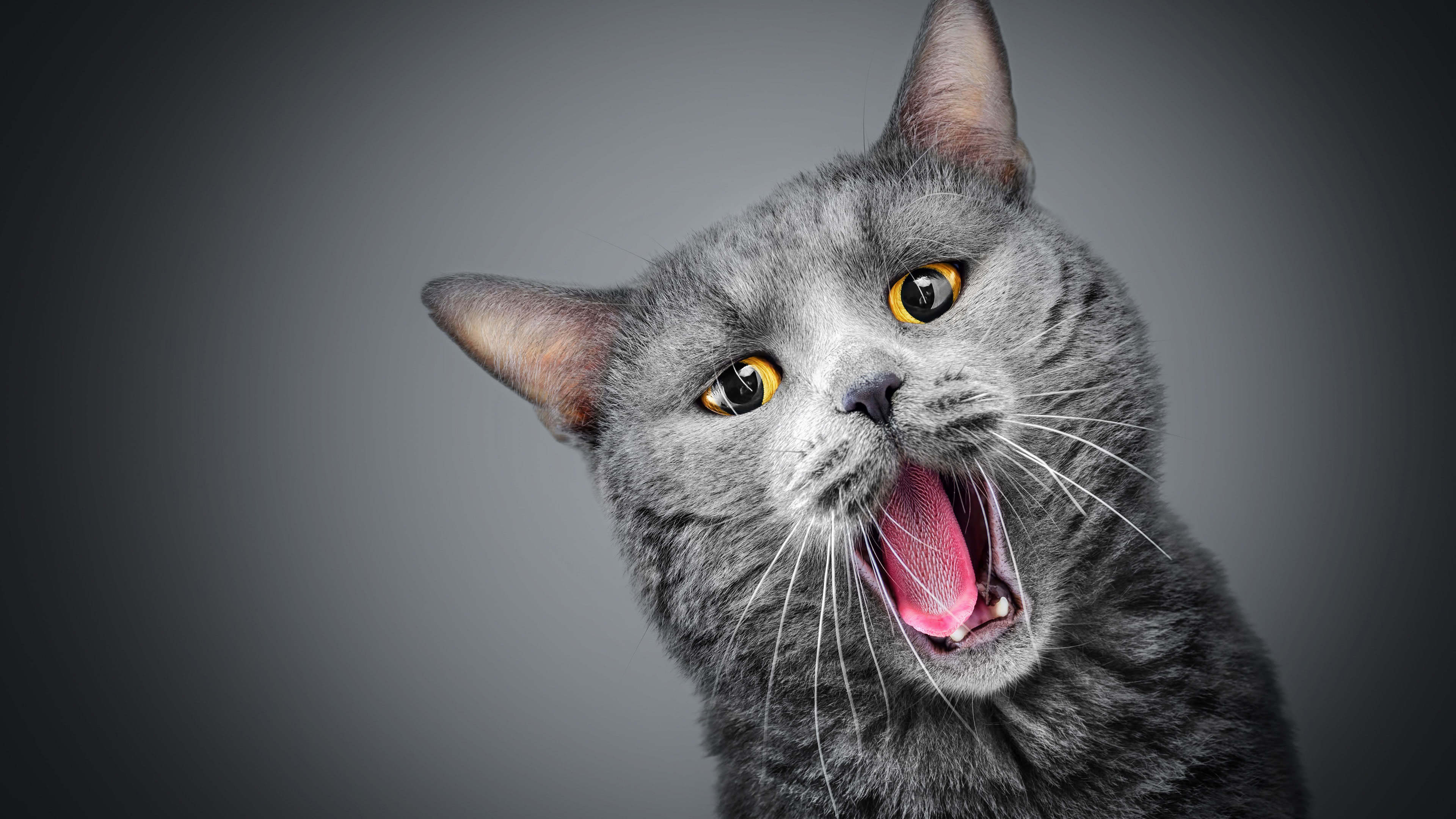 Cats Yawning Animals Pet Gray Background Mammals Simple Background Feline Tongues 3840x2160