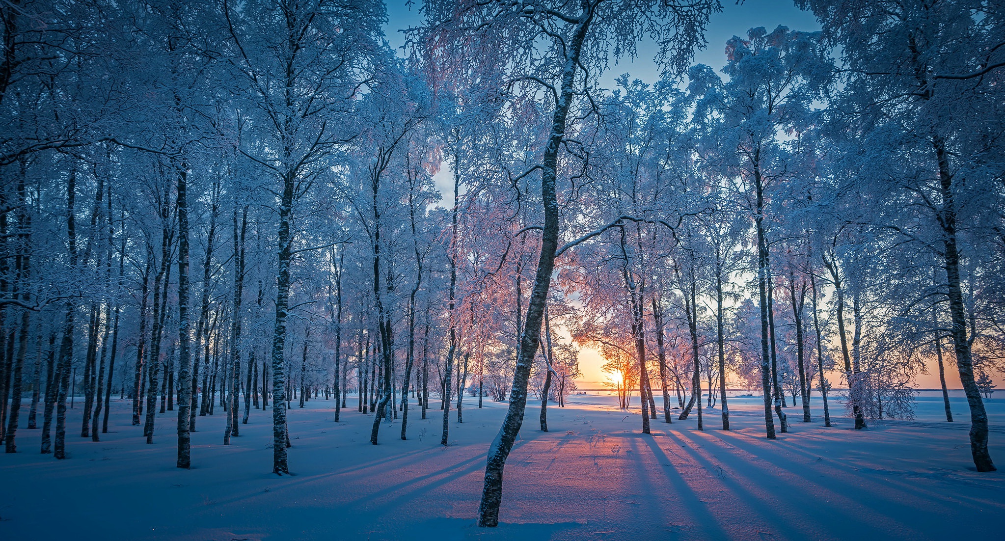 Forest Nature Snow Sunrise Winter 2047x1102