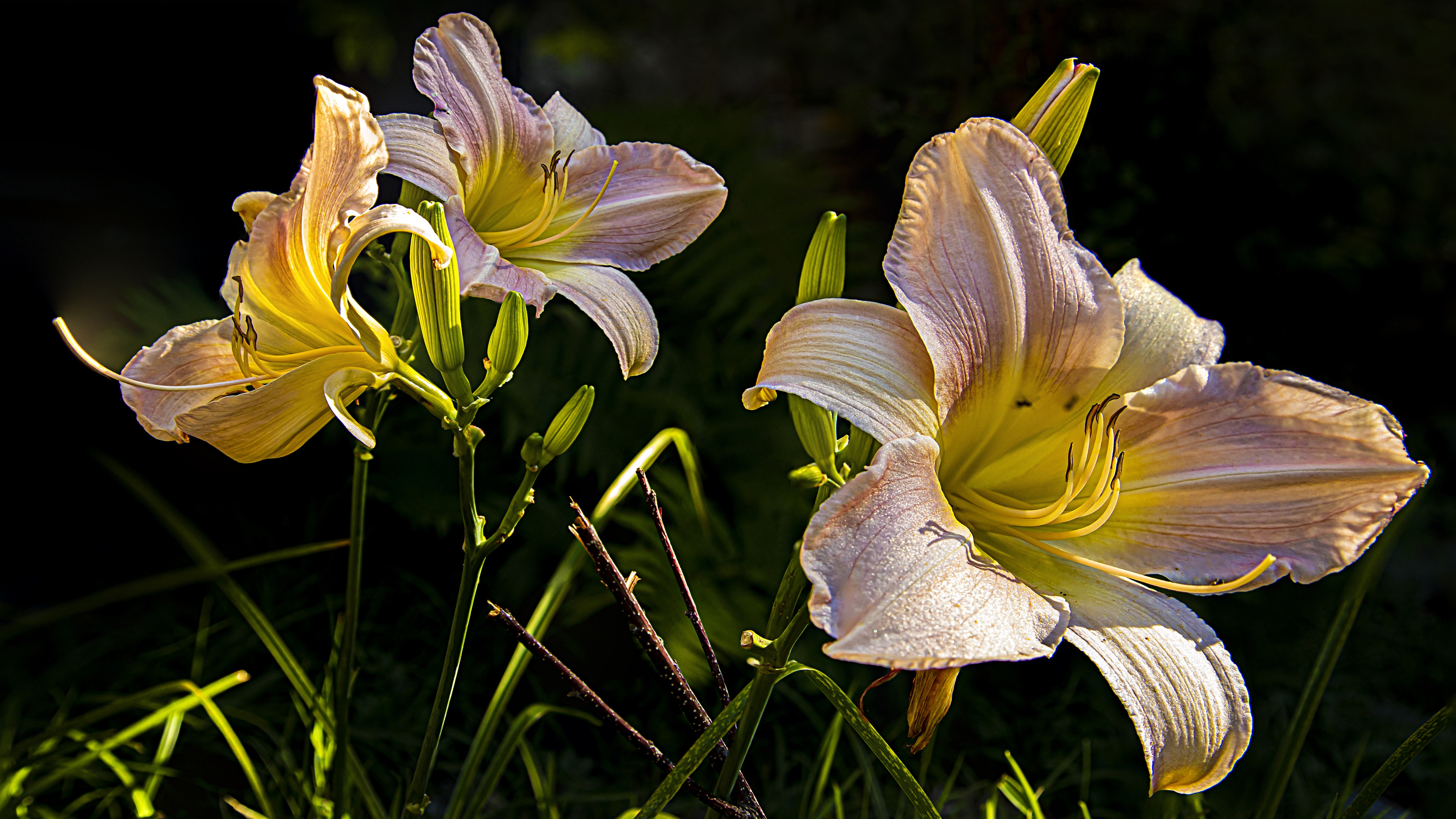 Earth Lily 3840x2160