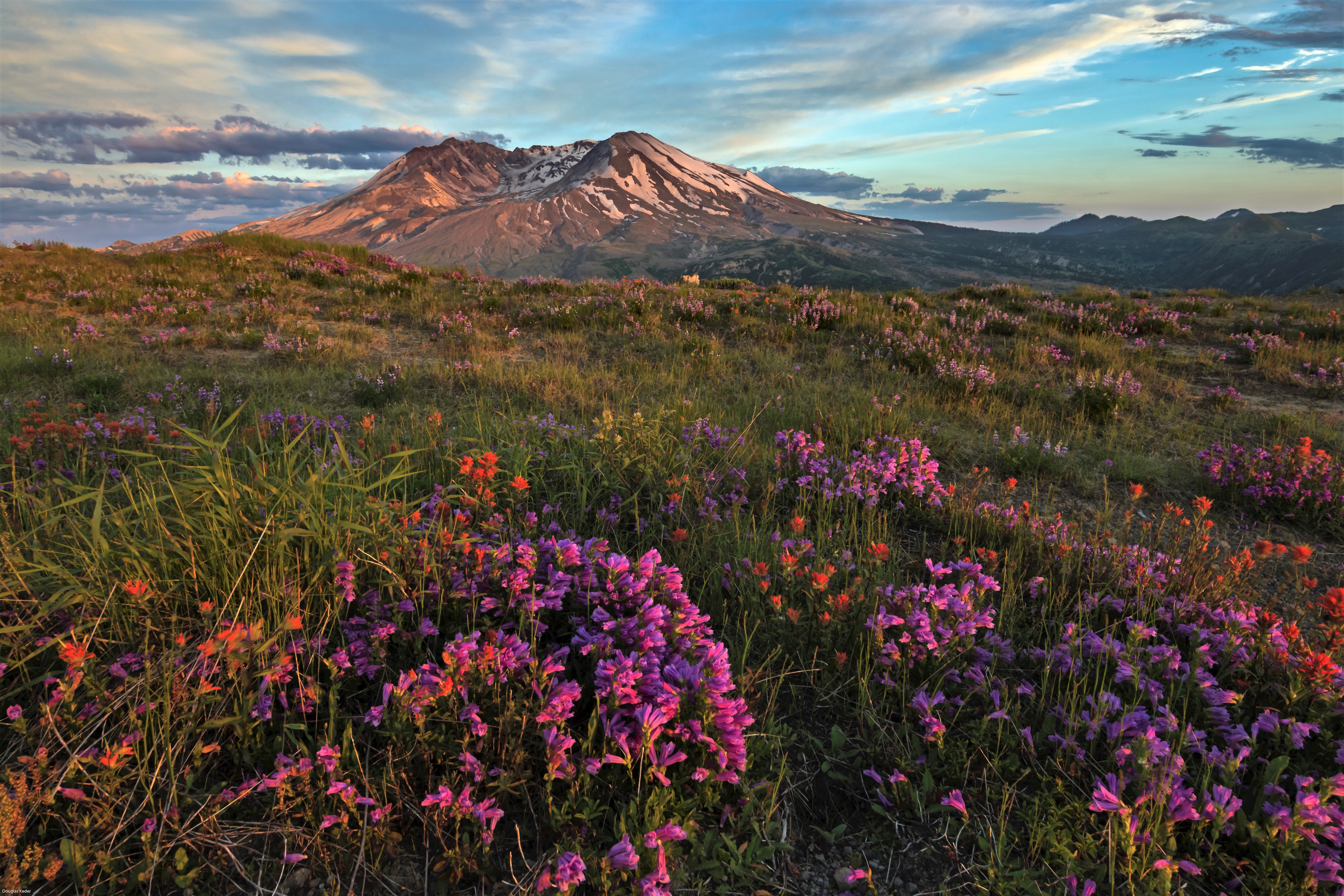 Earth Flower Landscape Mount St Helens National Volcanic Monument Pink Flower Volcano 5250x3500
