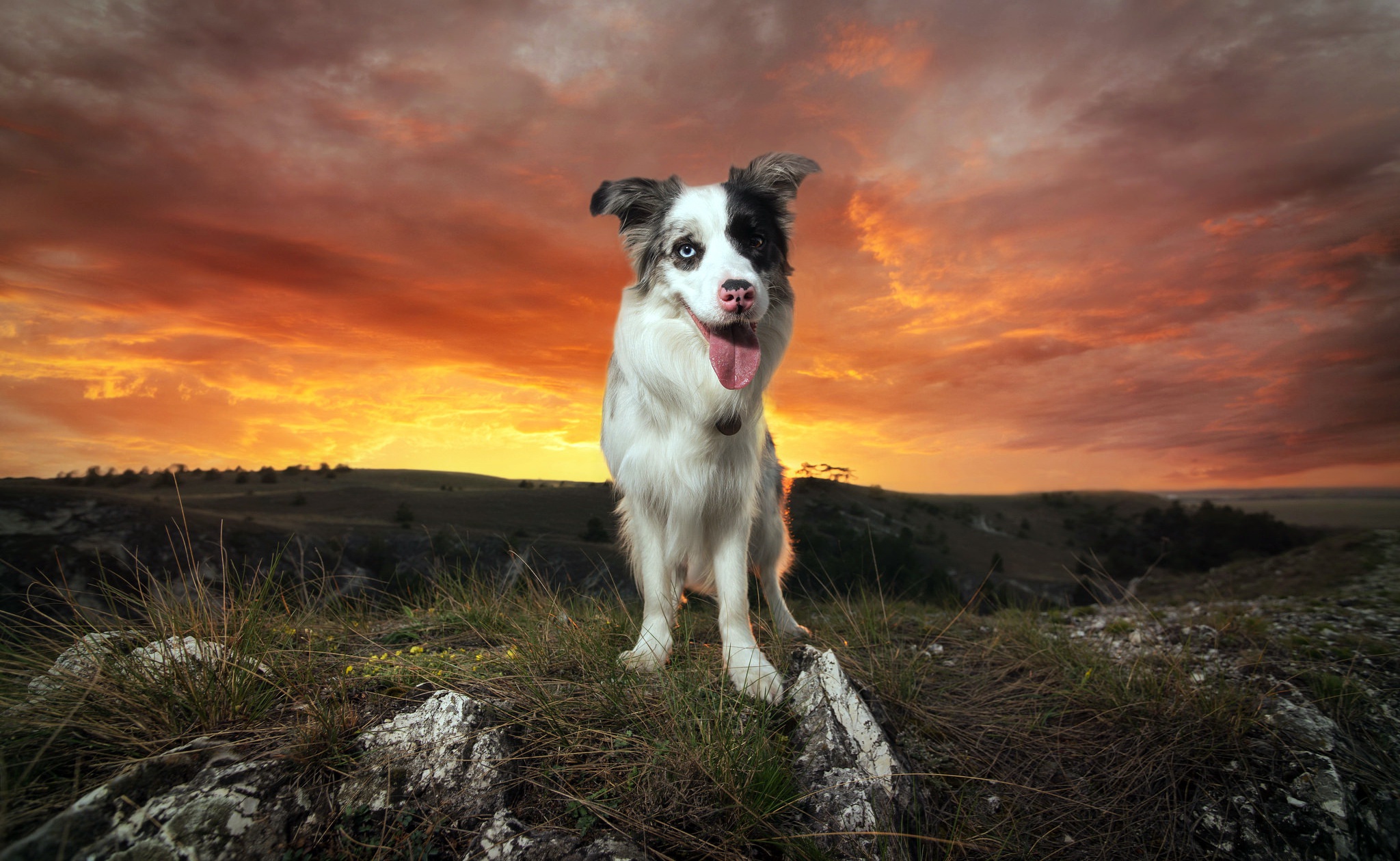 Border Collie Cloud Dog Landscape Pet Sunset 2048x1259