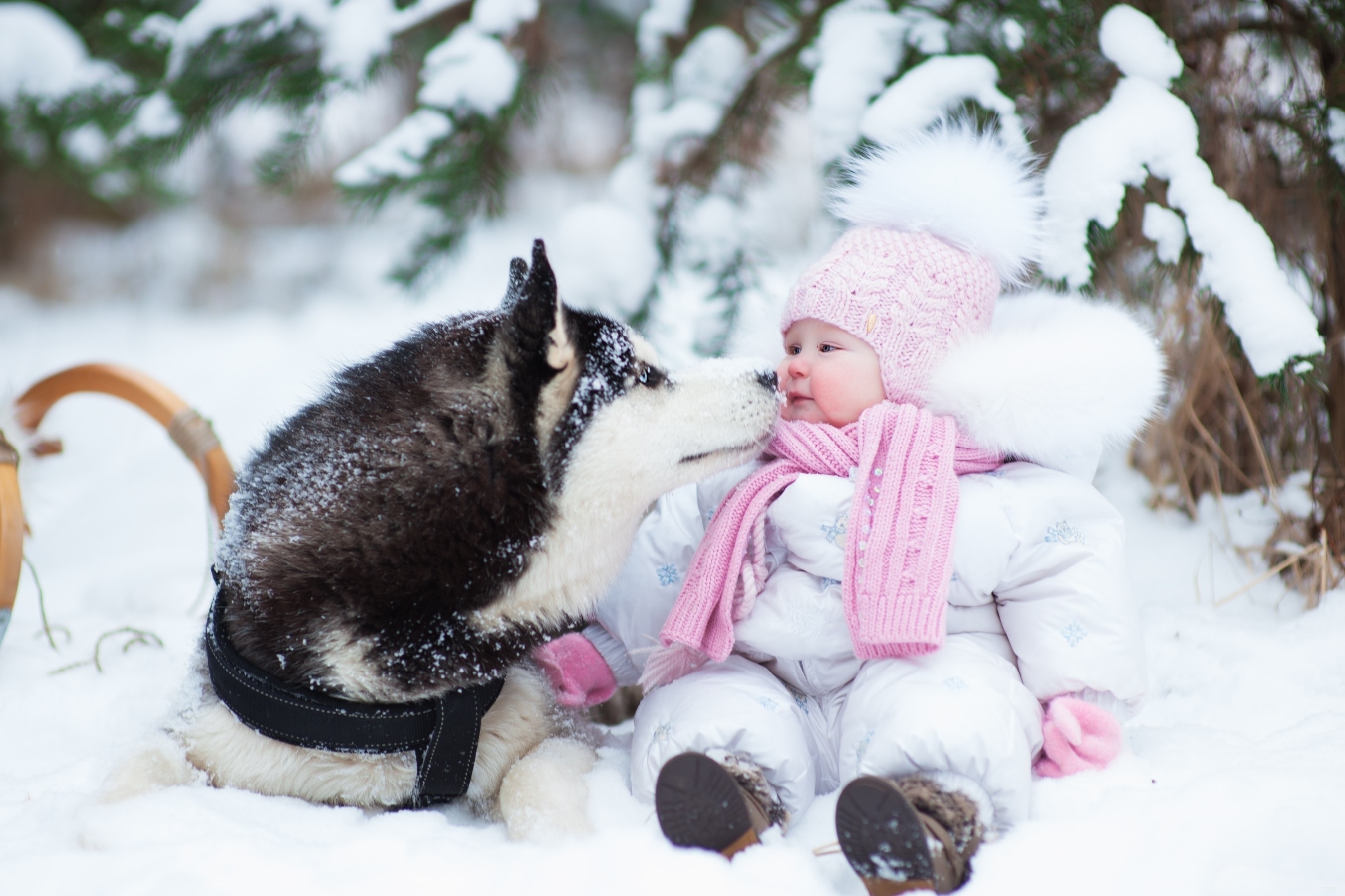 Child Dog Siberian Husky Snow Winter 2700x1800