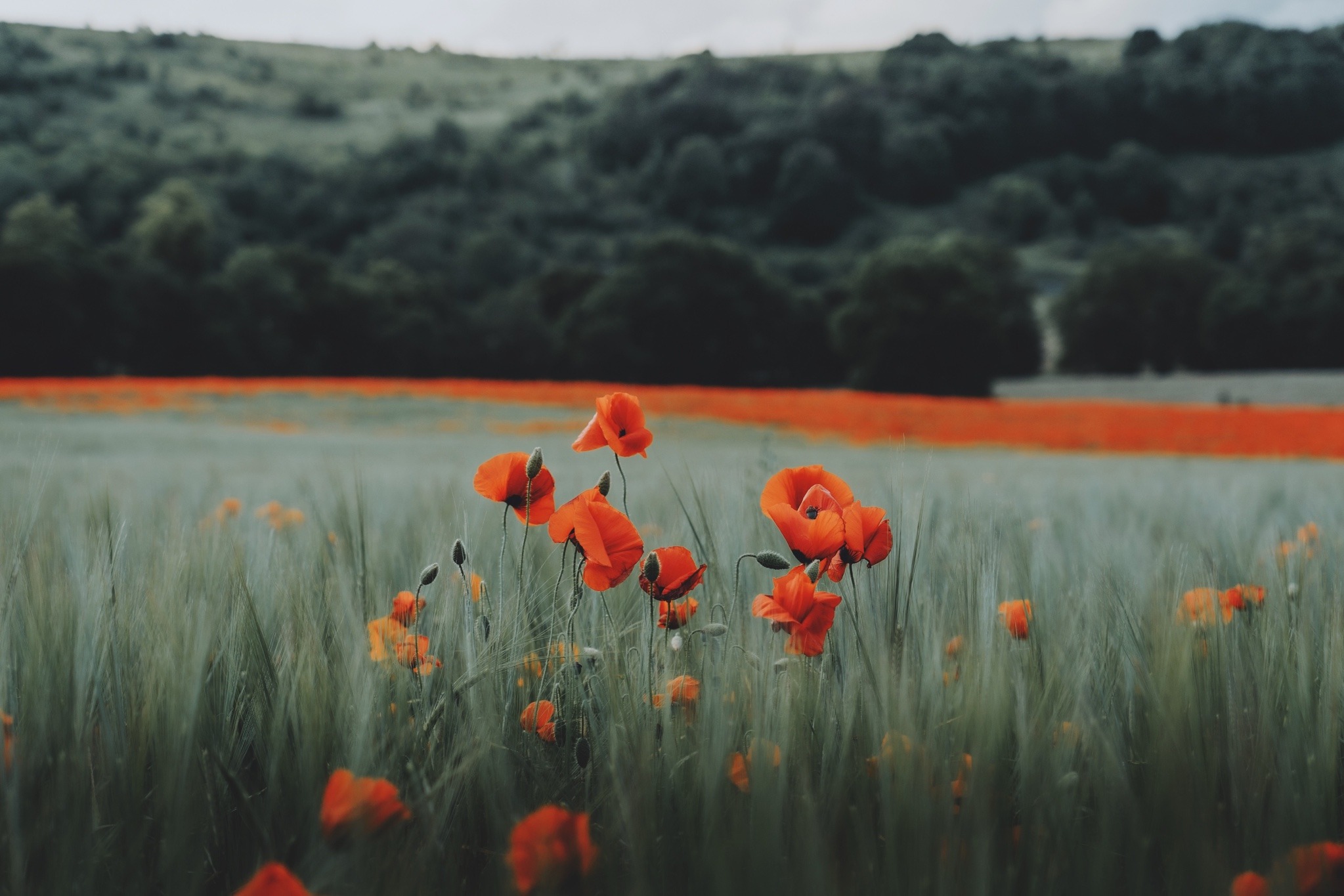 Flowers Nature Landscape Red Trees Forest Sky Field Grass Plants Photography Poppies 2047x1365
