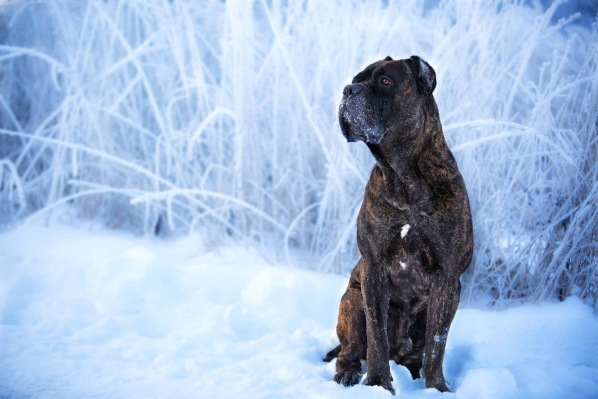 Cane Corso Dog Pet Snow Winter 1920x1280