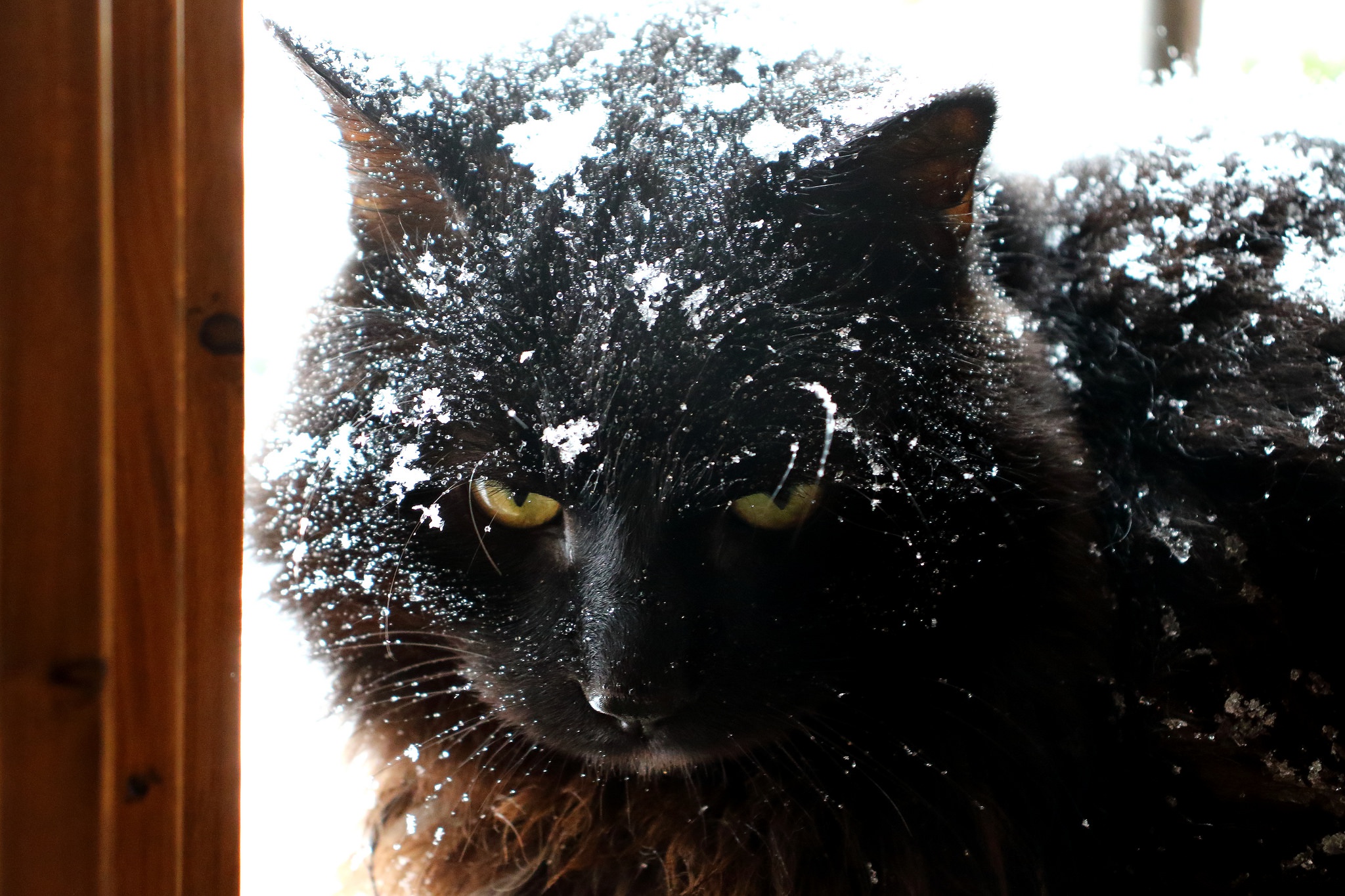 Cat Pet Snow Winter 2048x1365