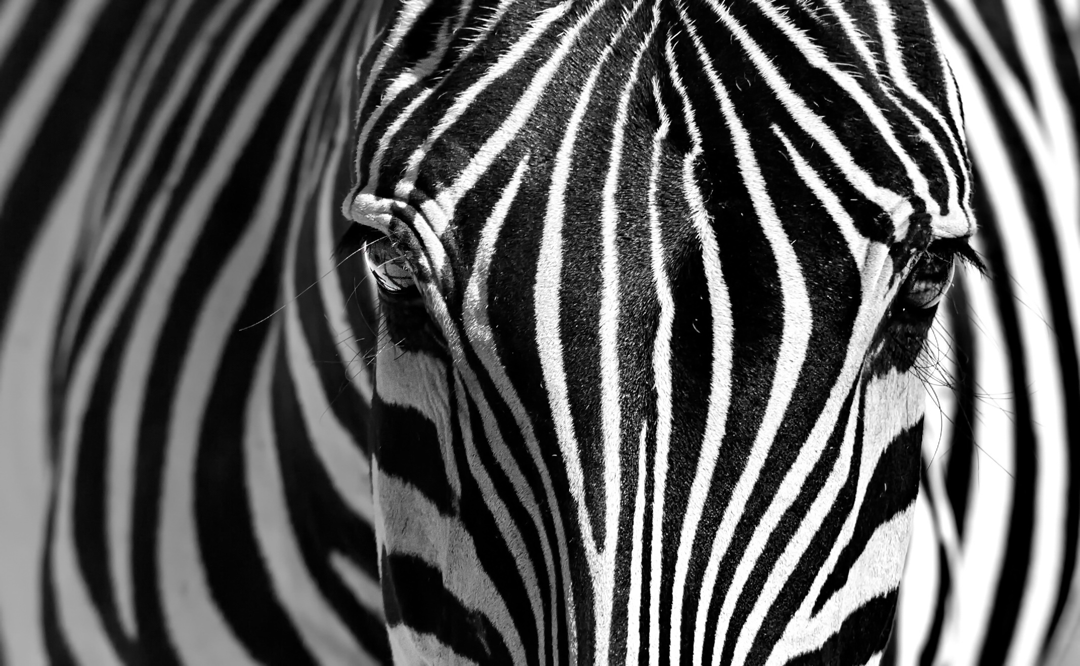 Zebras Animals Texture Mammals 2135x1316
