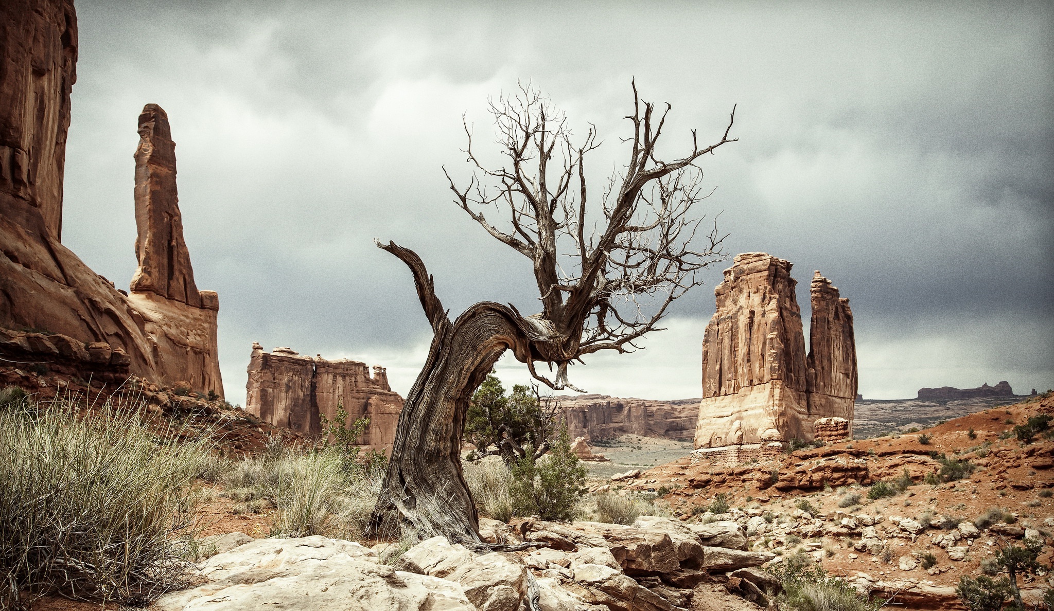 Dead Tree Desert Nature Rock 2048x1188