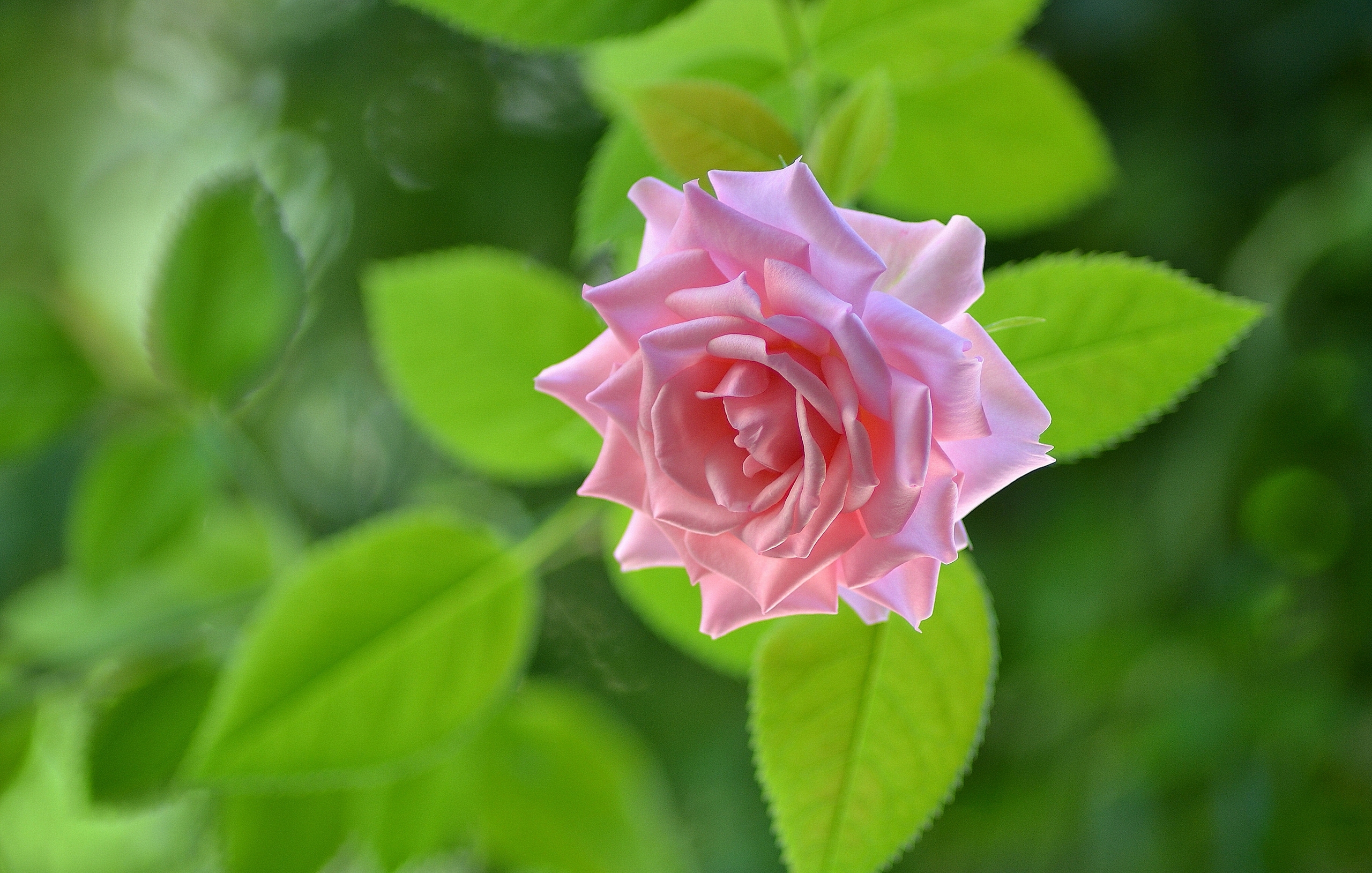 Flower Macro Pink Rose Rose 2560x1629