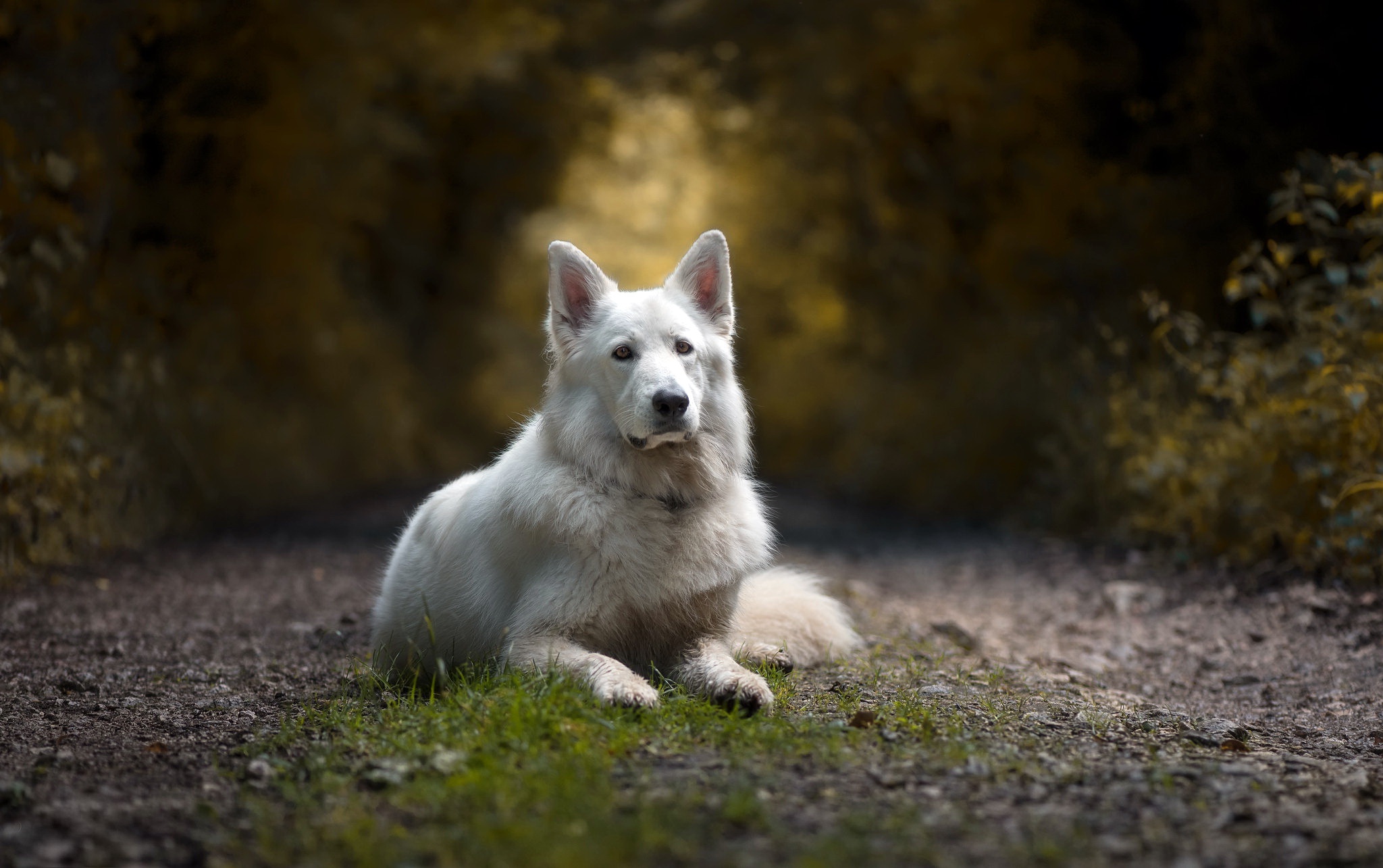 Depth Of Field Dog Pet White Shepherd 2048x1285