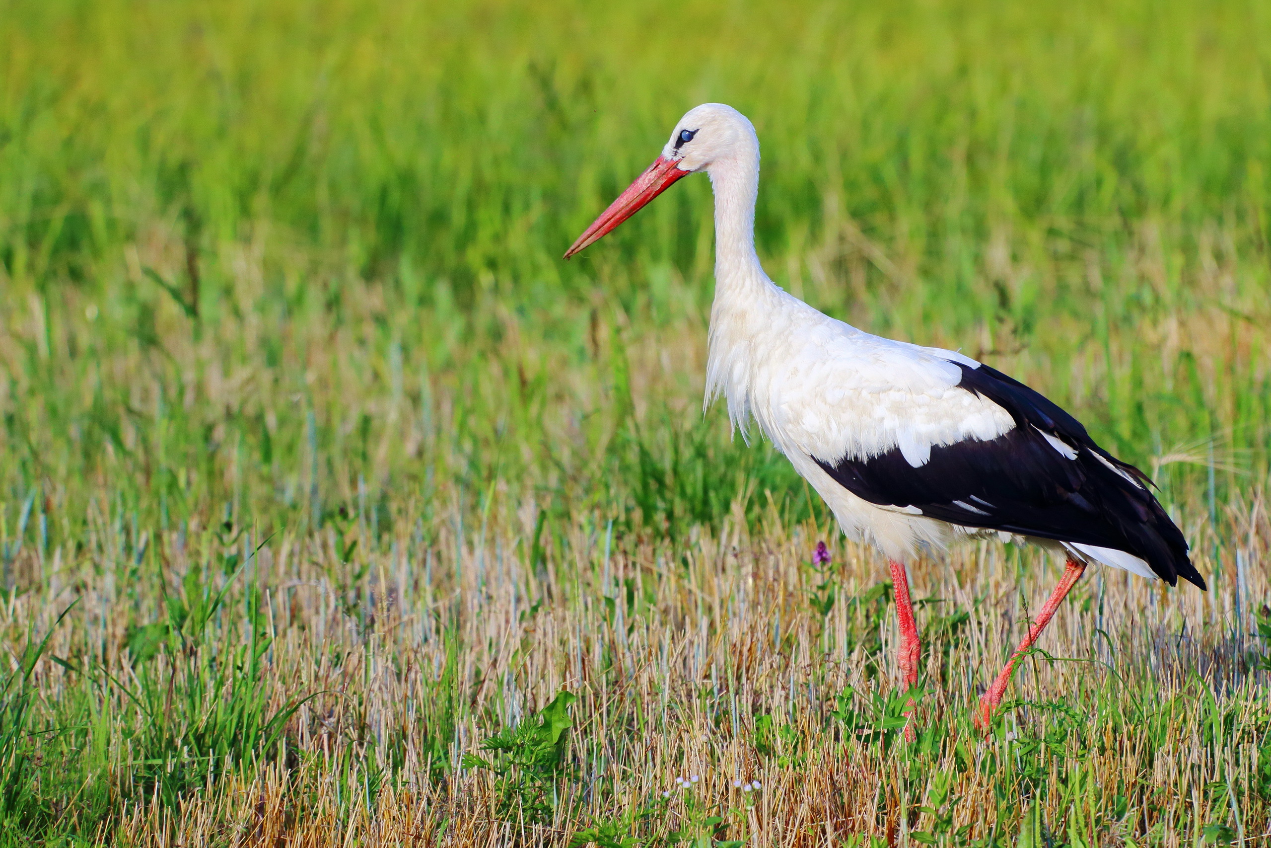 Bird Stork White Stork 2560x1707