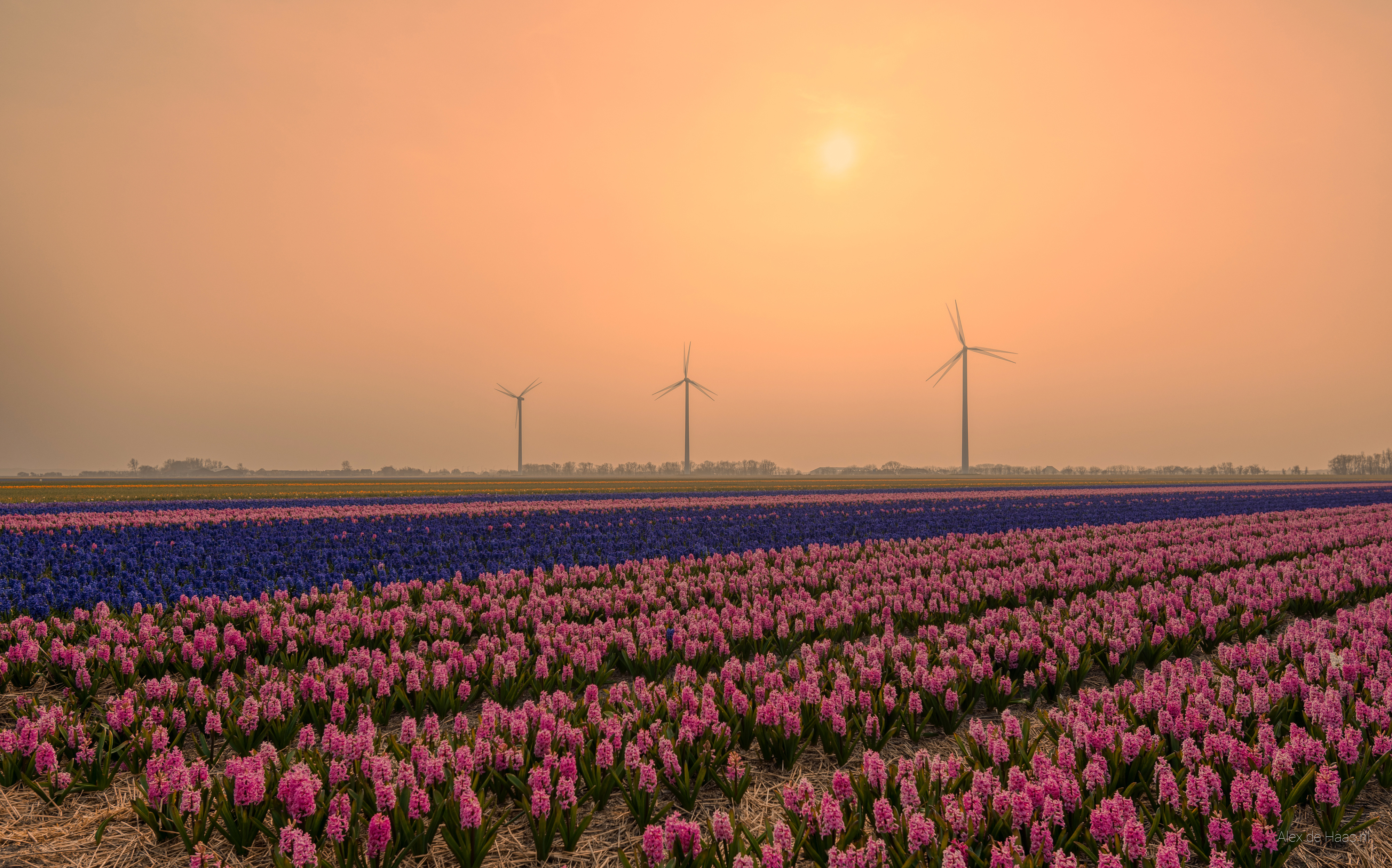 Field Flower Hyacinth Netherlands Wind Turbine 4000x2495