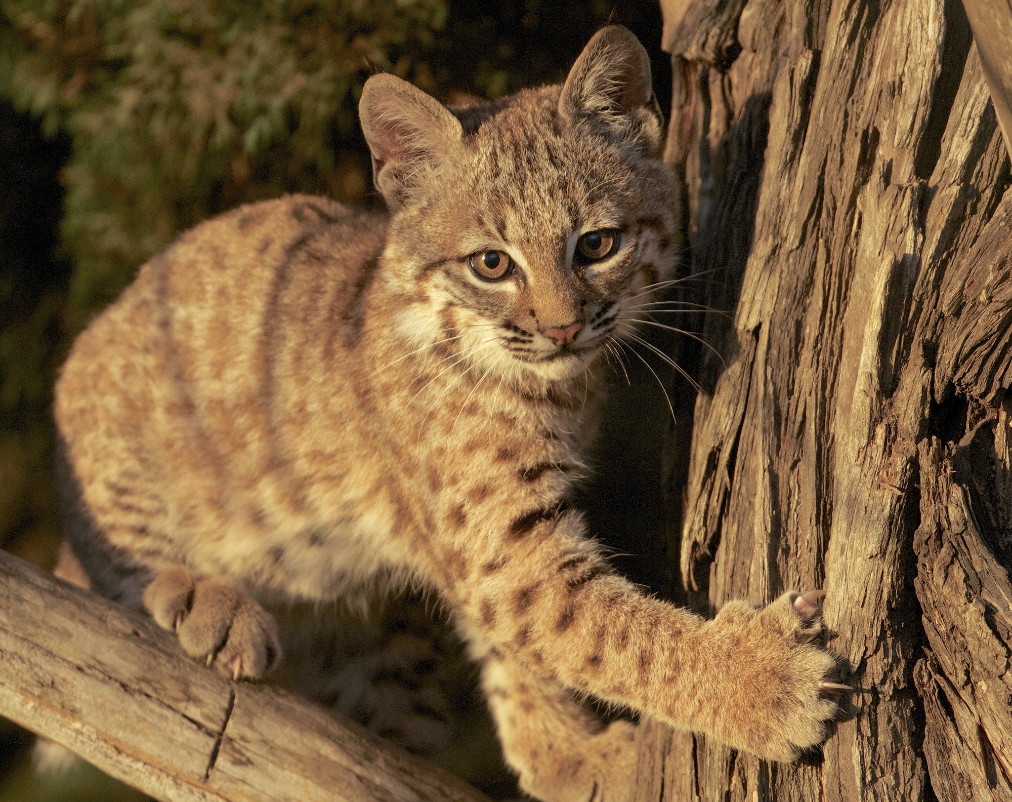 Baby Animal Big Cat Cub Lynx Wildlife 2048x1624