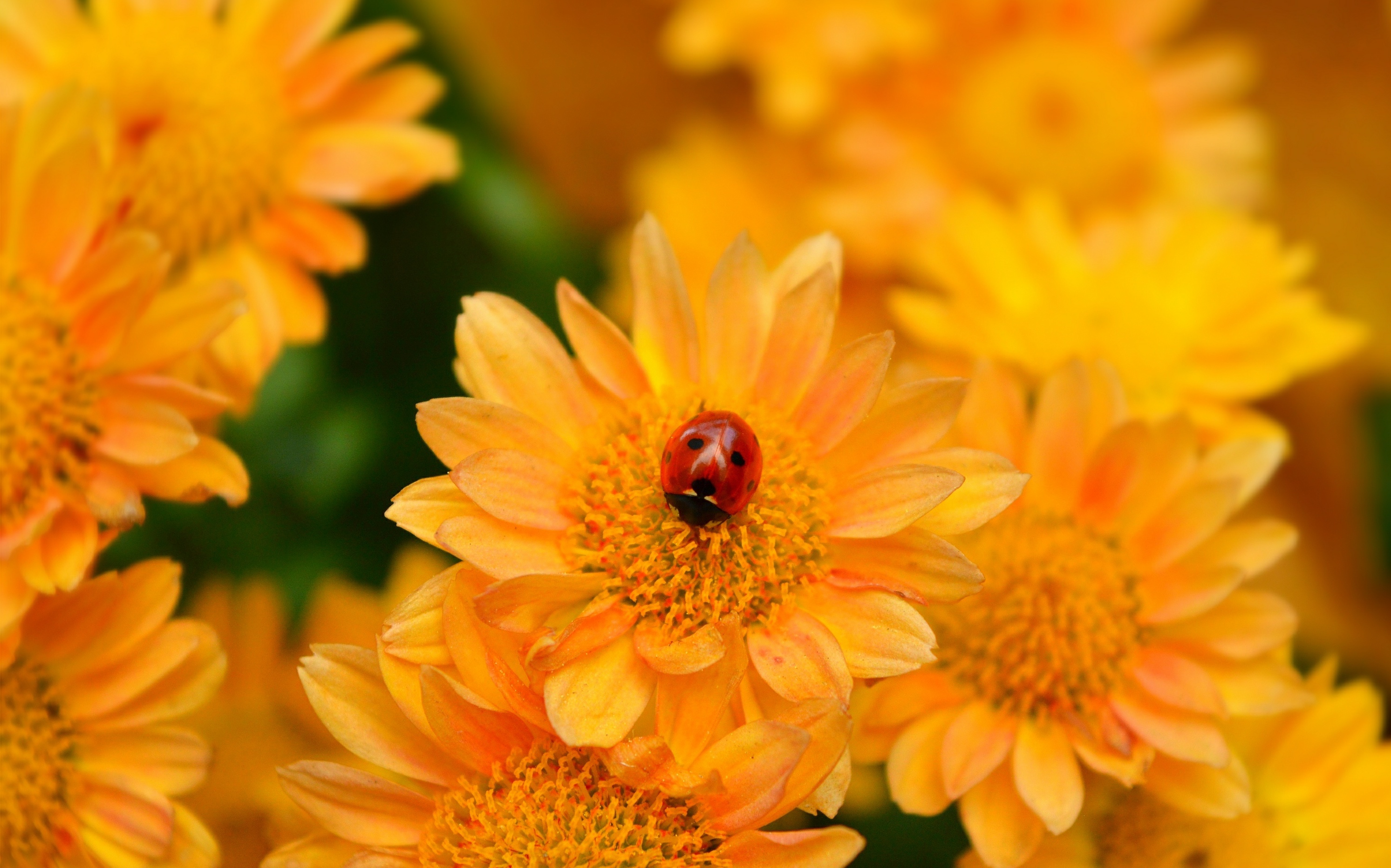 Flower Insect Ladybug Macro Yellow Flower 2986x1864