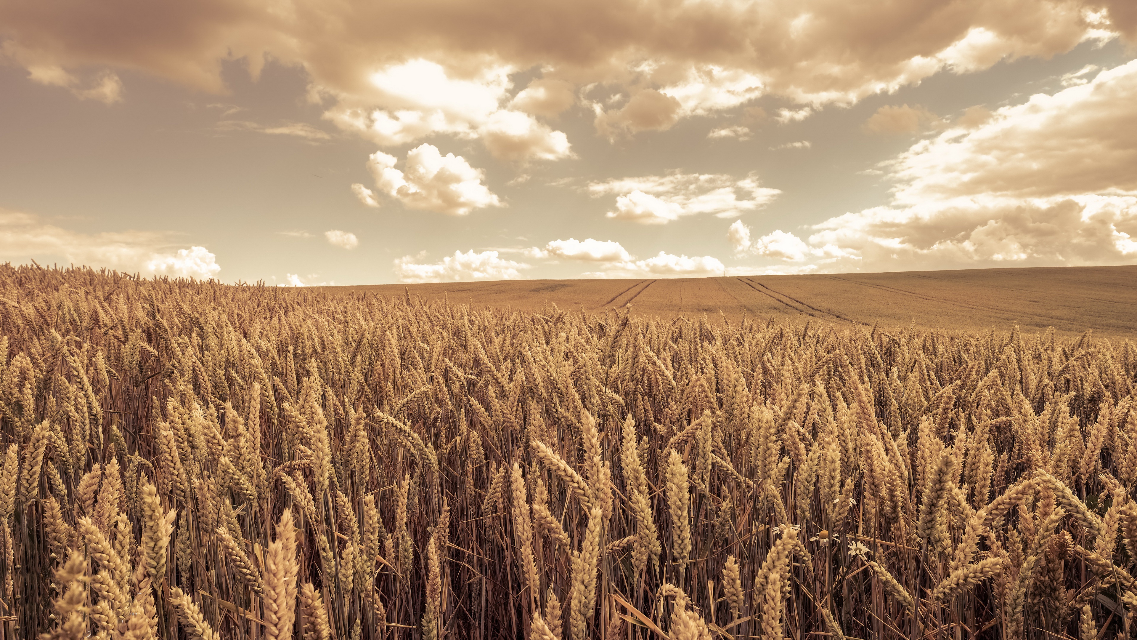Field Summer Wheat 3840x2160