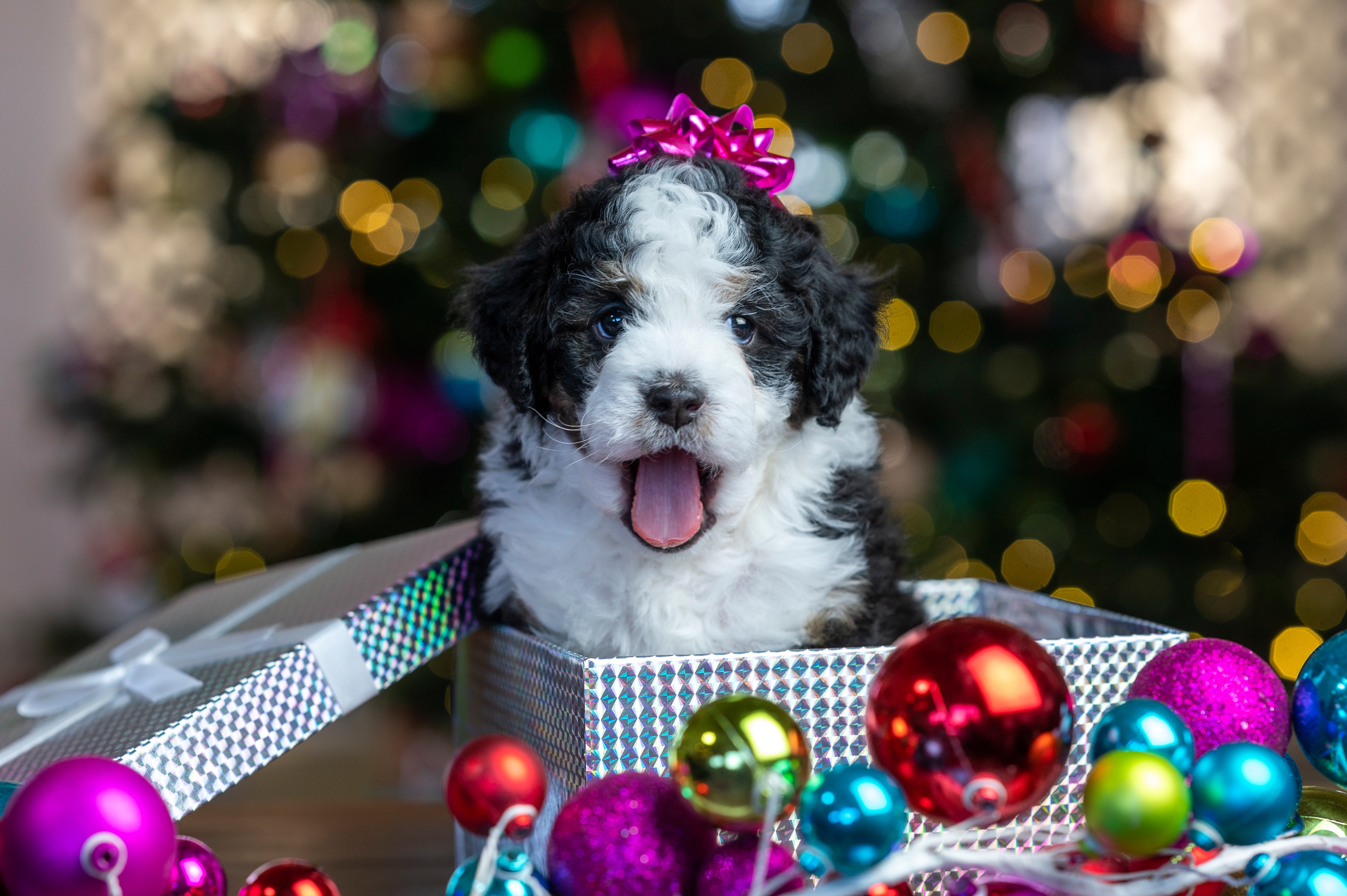 Baby Animal Christmas Ornaments Dog Pet Puppy 5120x3406