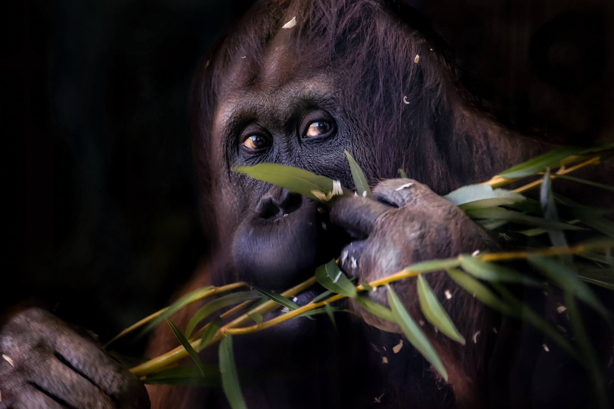 Branch Monkey Orangutan 2048x1365