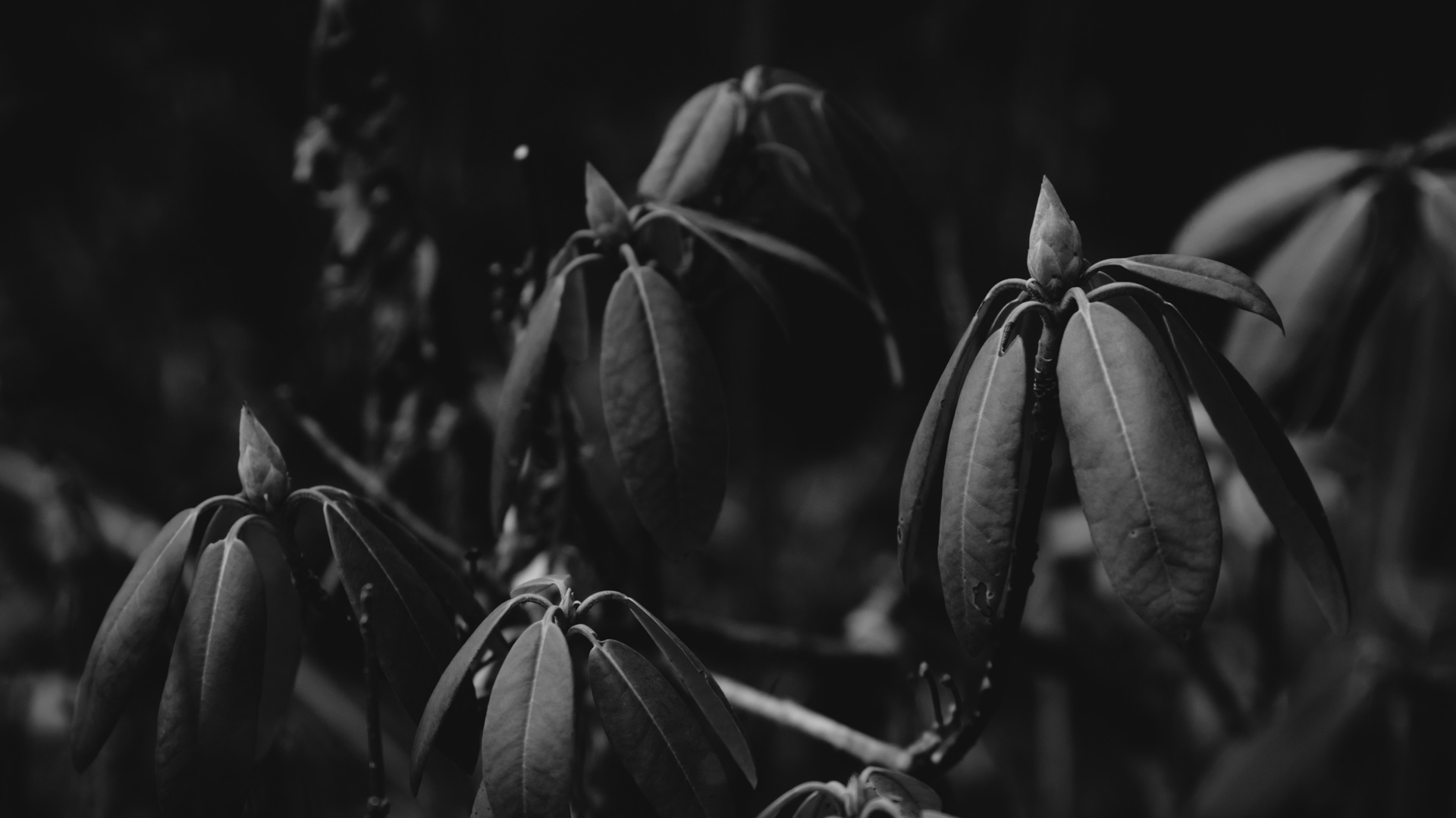 Plants Monochrome Spring Dark Dark Background Leaves Black Background 1920x1080